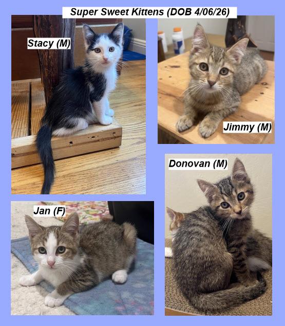 Stacy & Siblings, a Adoptable Domestic Short Hair in South San Francisco, CA image 2/6