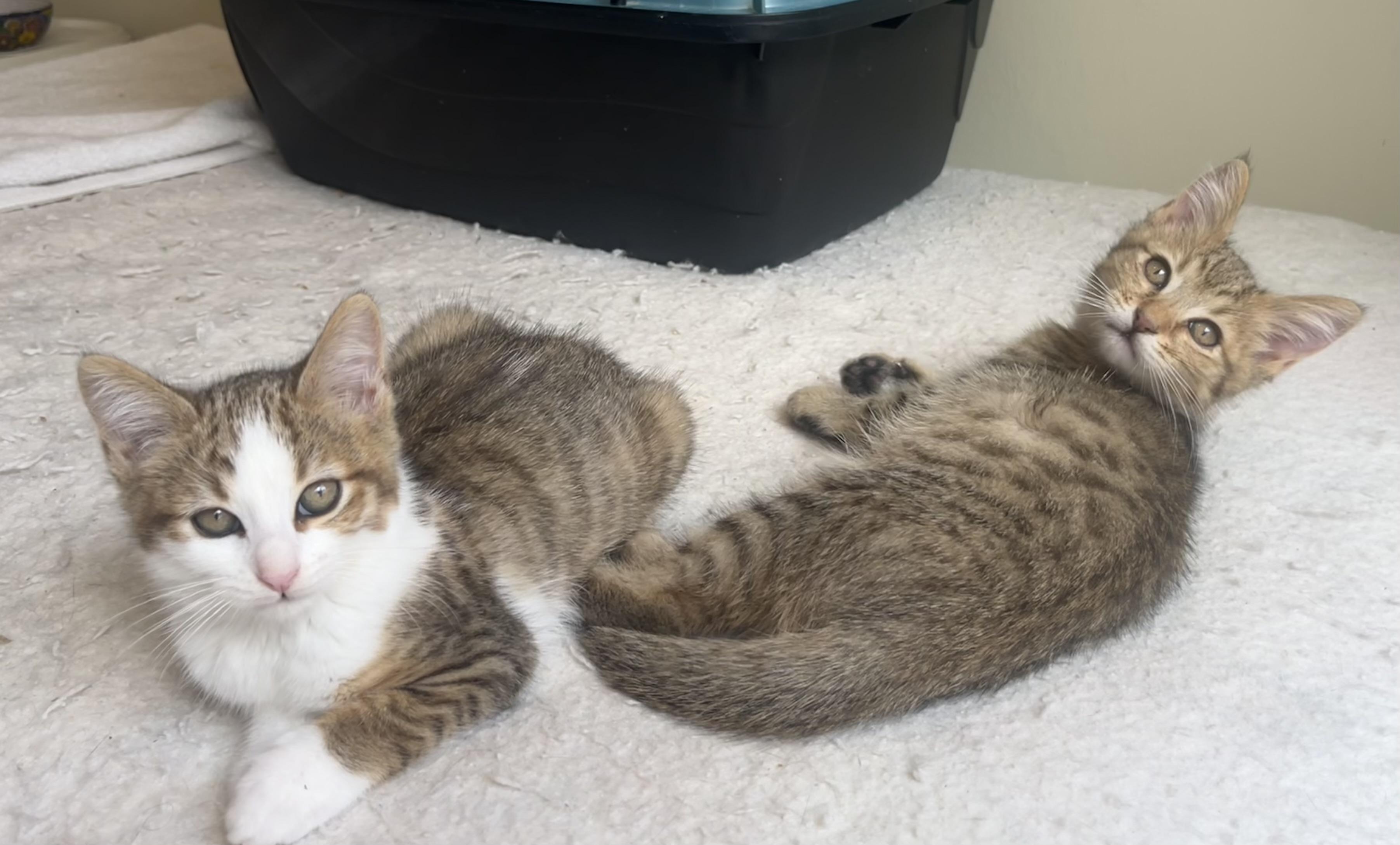Stacy & Siblings, a Adoptable Domestic Short Hair in South San Francisco, CA image 6/6
