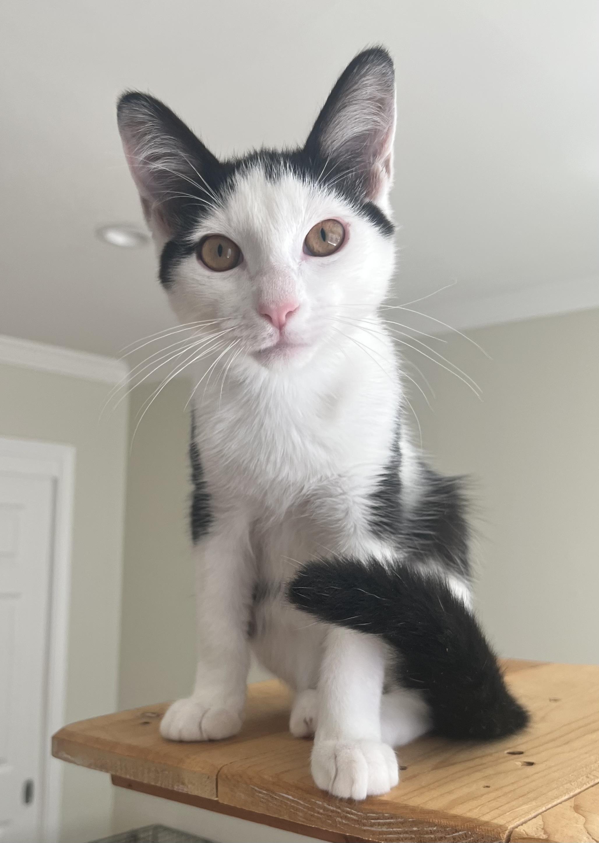 Stacy & Siblings, Adoptable, Kitten Male Domestic Short Hair.