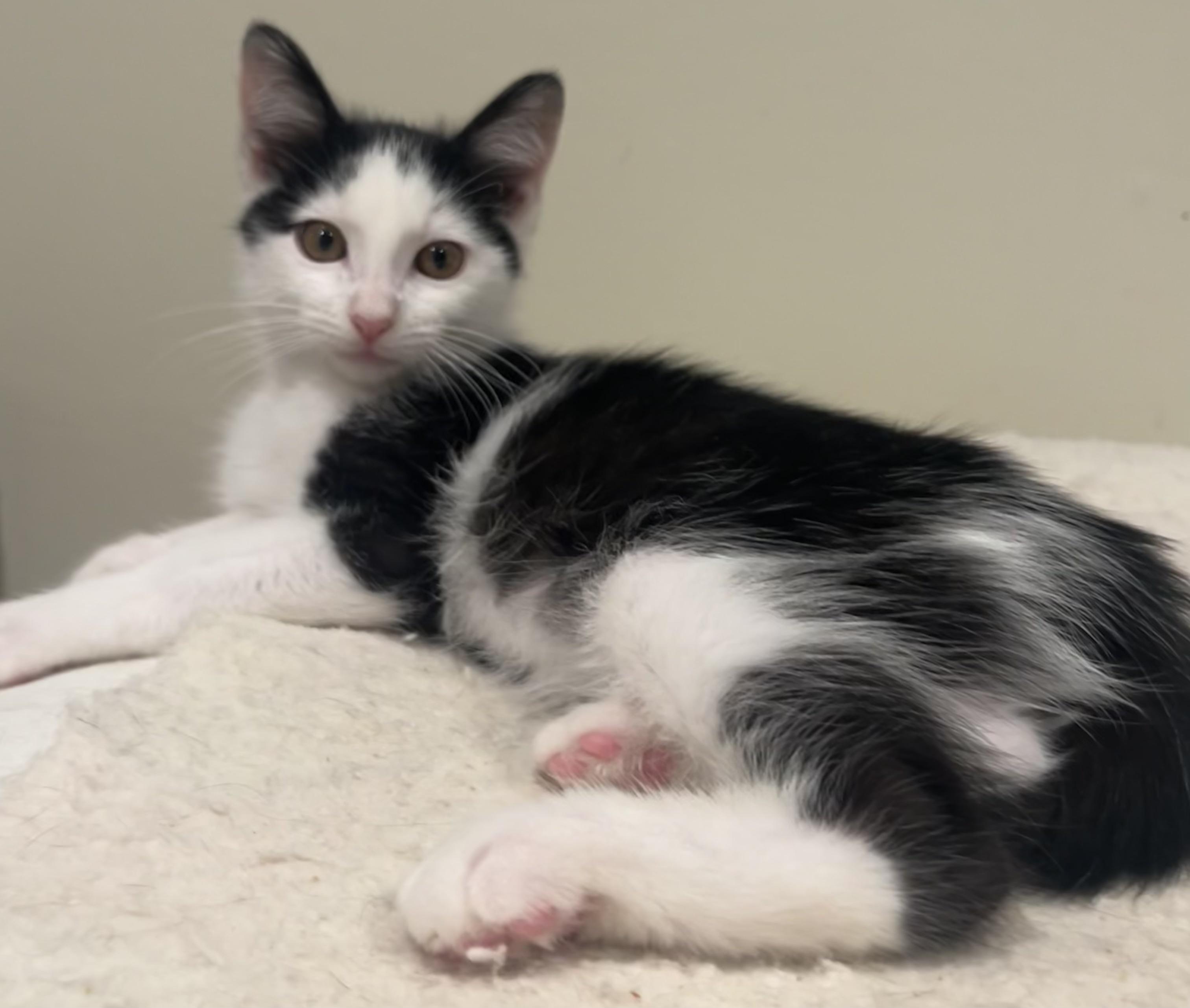Stacy & Siblings, Adoptable, Kitten Male Domestic Short Hair.