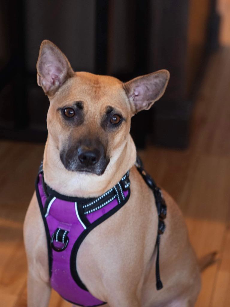 Trace, Adoptable, Adult Female Pit Bull Terrier & Miniature Pinscher.