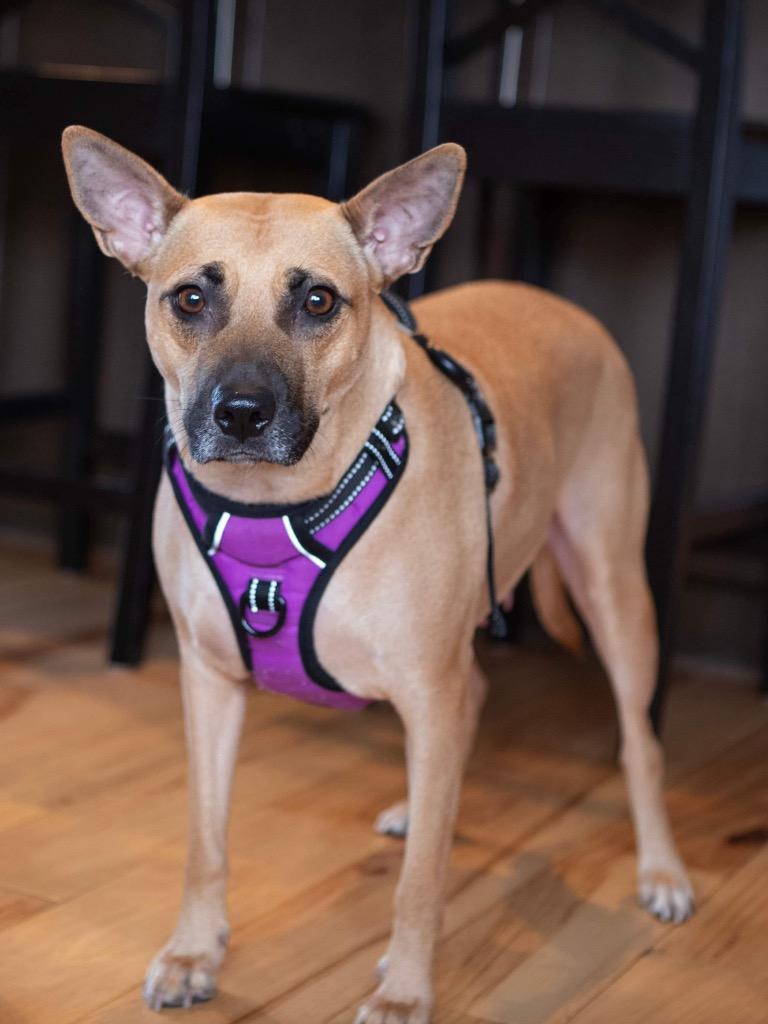 Trace, Adoptable, Adult Female Pit Bull Terrier & Miniature Pinscher.