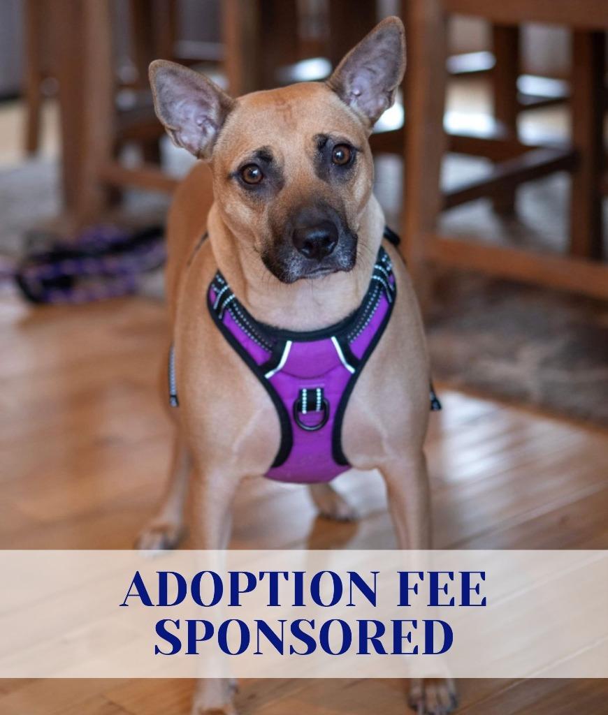 Enlarge Trace, a Adoptable mixed breed in Savage, MN image 1/5