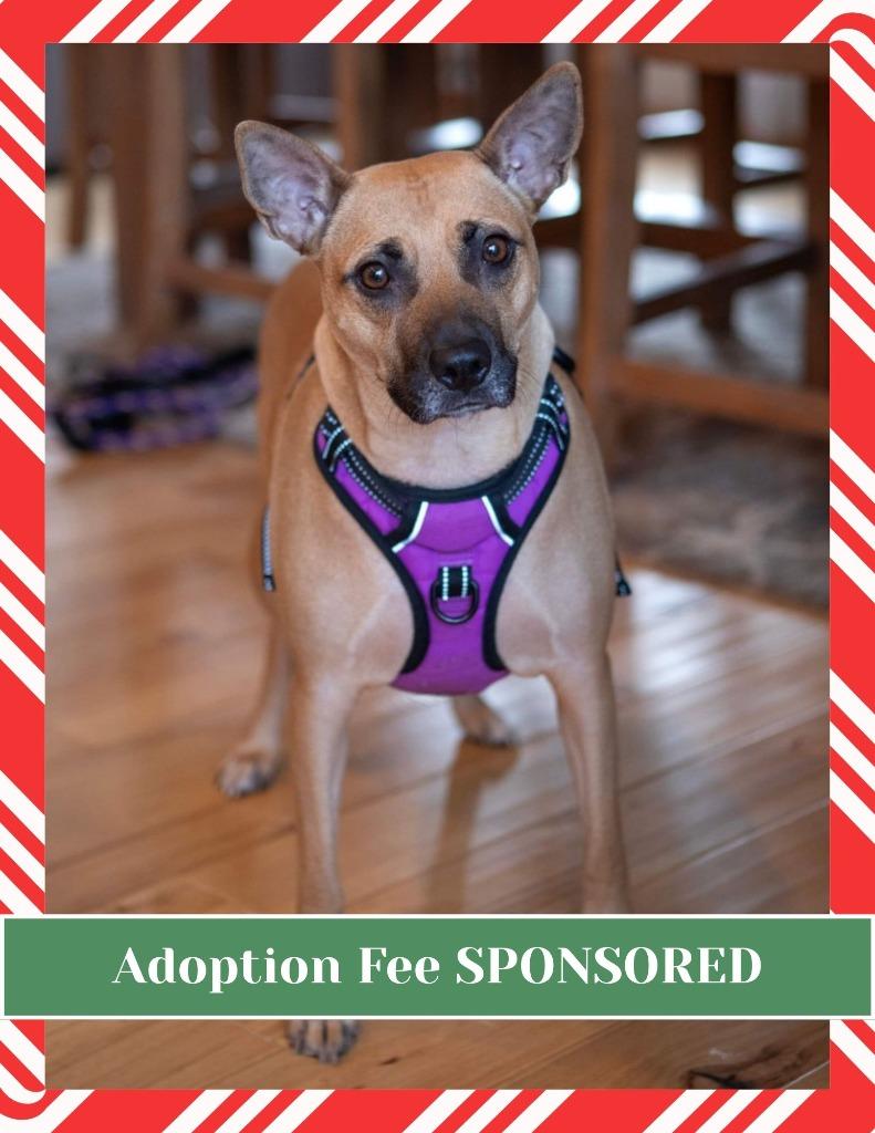 Enlarge Trace, a Adoptable mixed breed in Savage, MN image 3/5