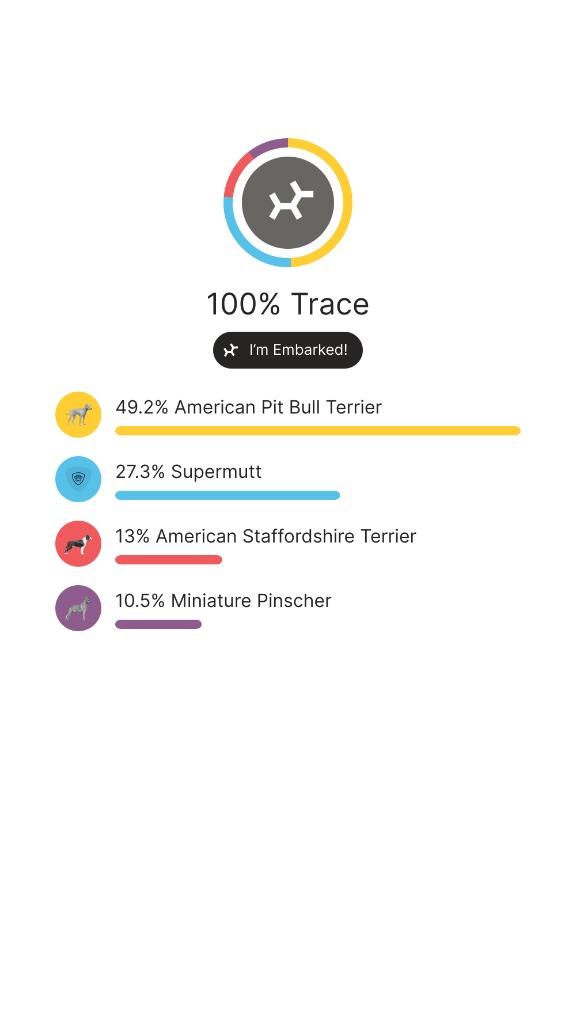 Enlarge Trace, a Adoptable mixed breed in Savage, MN image 5/5