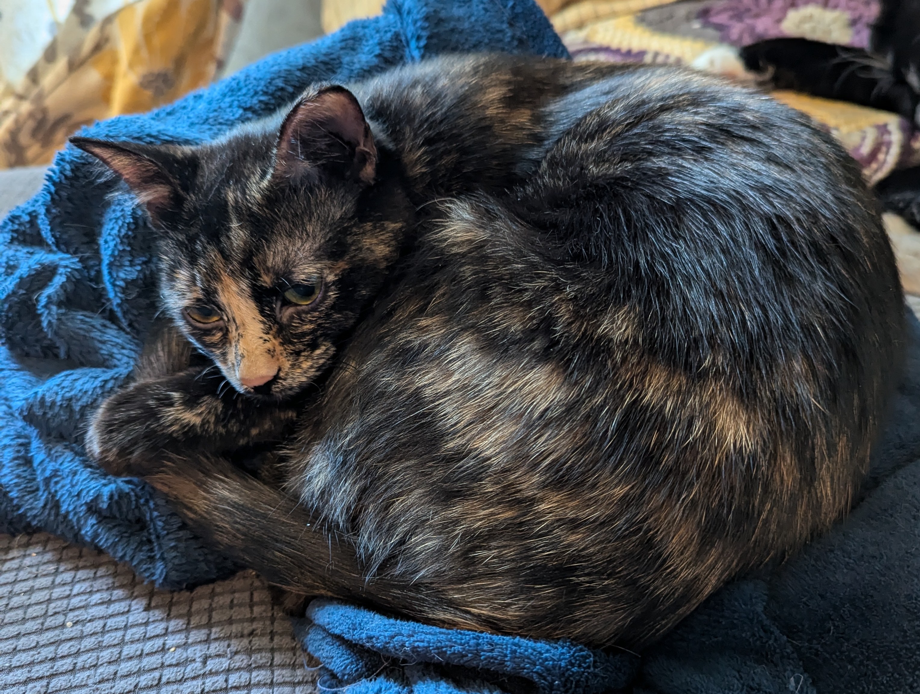 Enlarge Pattycake, a Adoptable Domestic Short Hair in Kearney, NE image 2/2