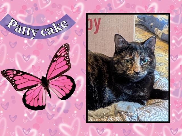 Enlarge Pattycake, a Adoptable Domestic Short Hair in Kearney, NE image 1/2