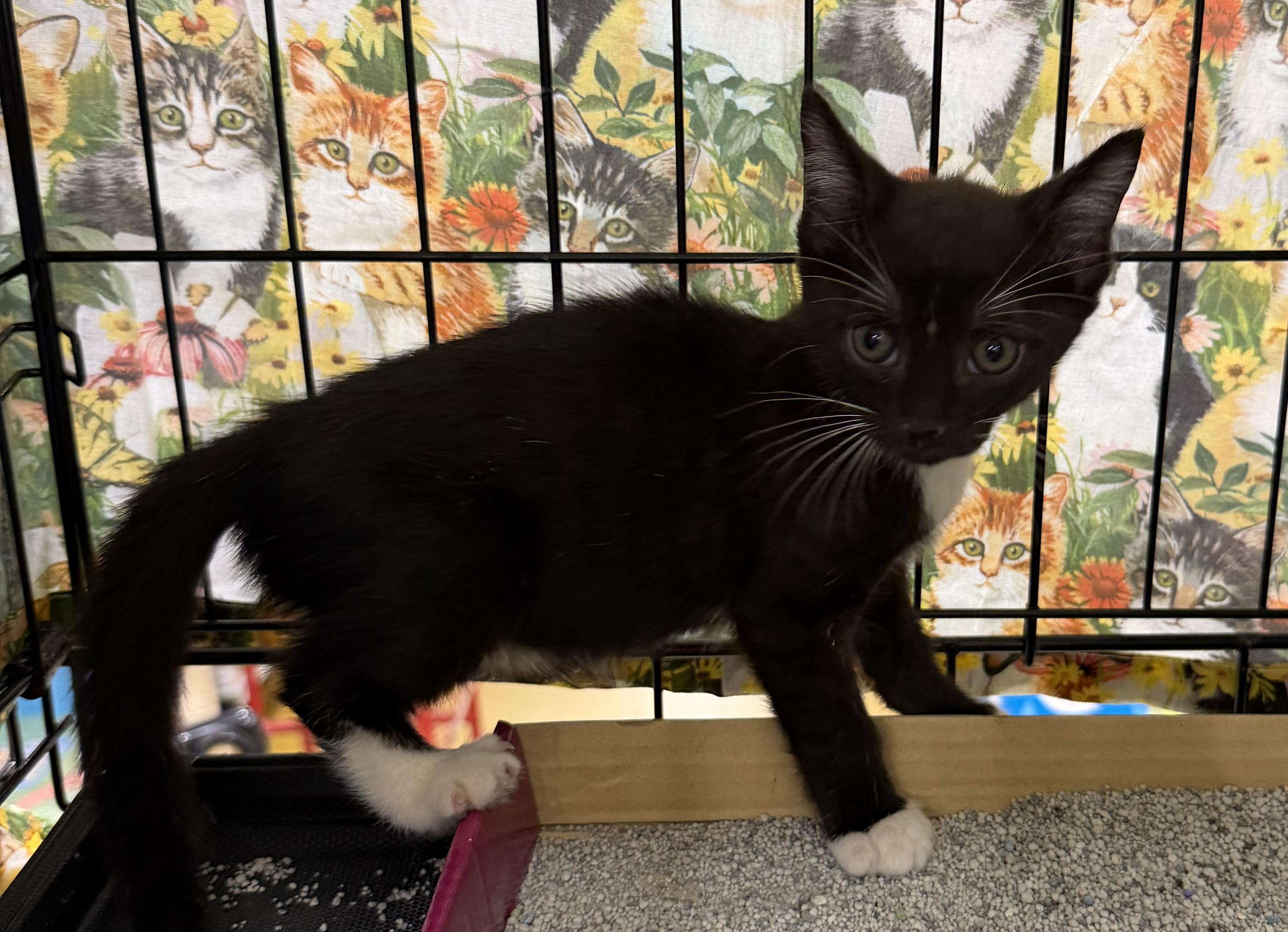 Jack, a Adoptable Tuxedo in Bridgeton, NC image 4/4