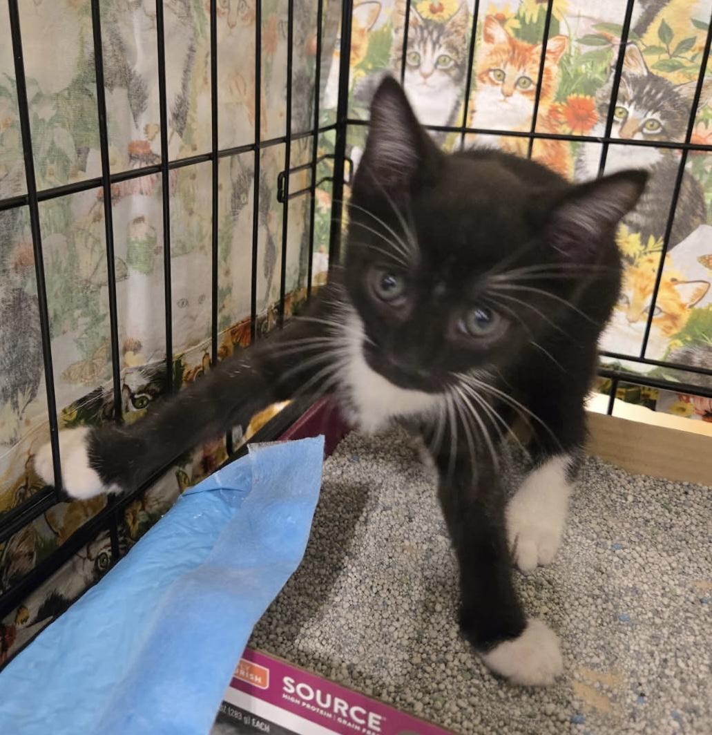 Jack, a Adoptable Tuxedo in Bridgeton, NC image 3/4