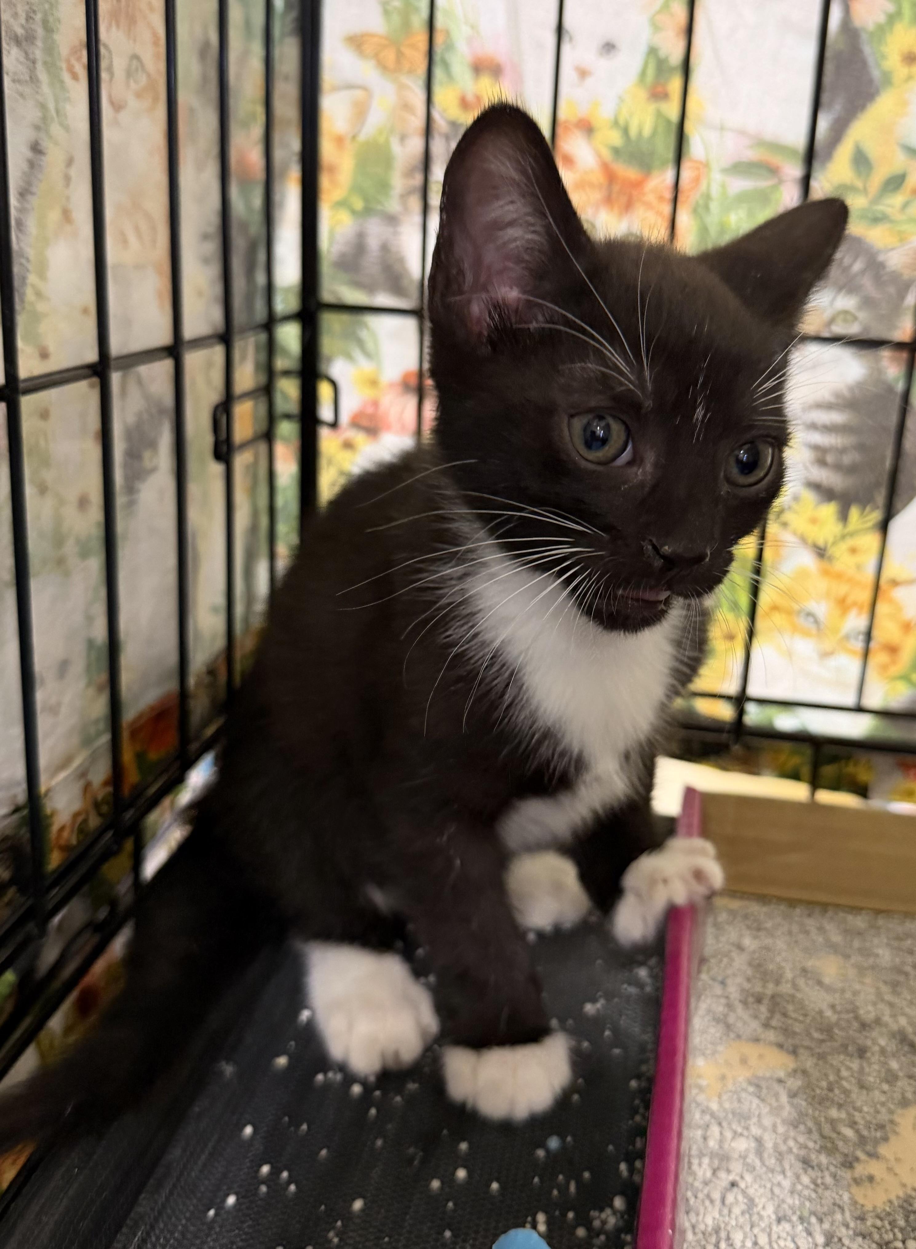 Jack, Adoptable, Kitten Male Tuxedo.