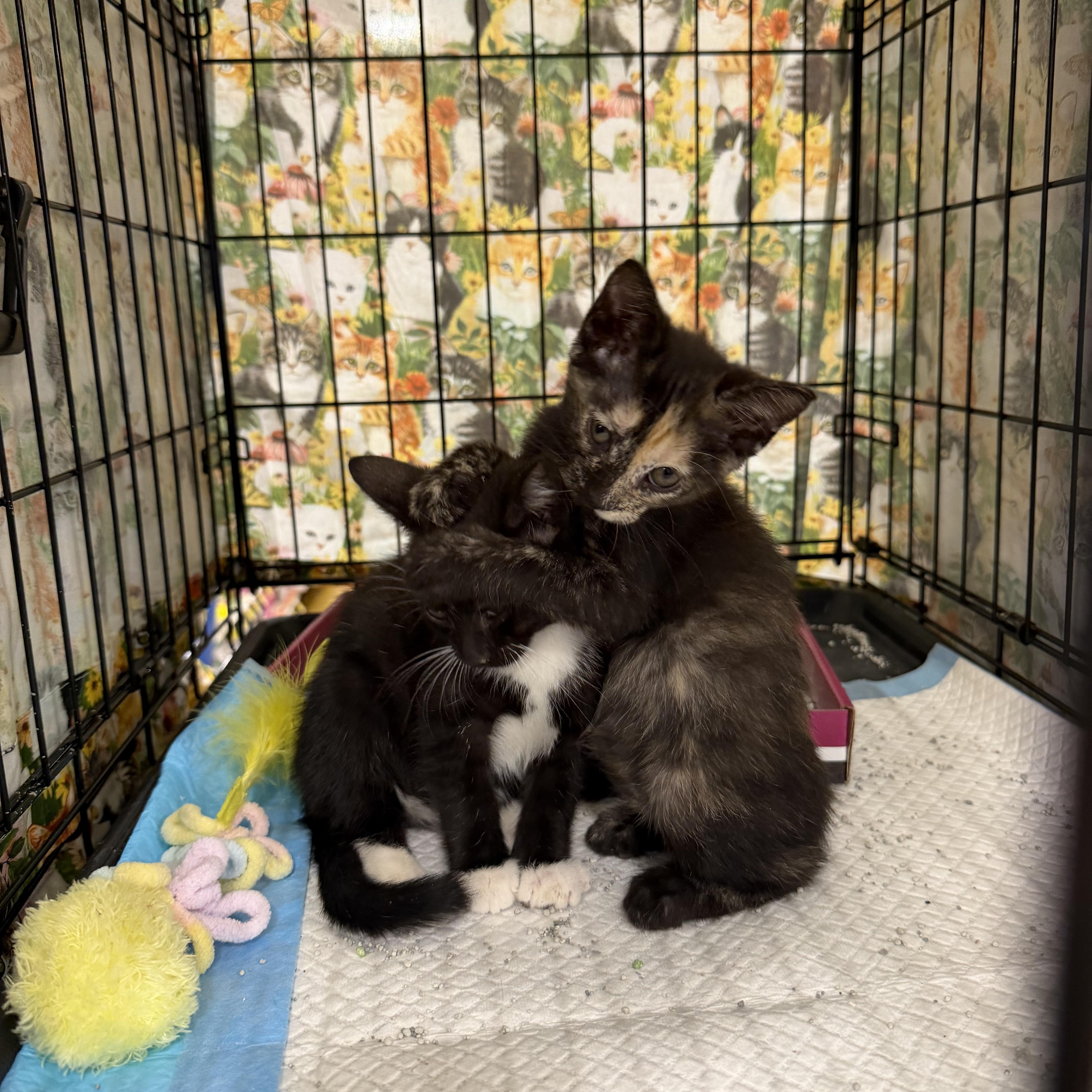 Jack, a Adoptable Tuxedo in Bridgeton, NC image 2/4