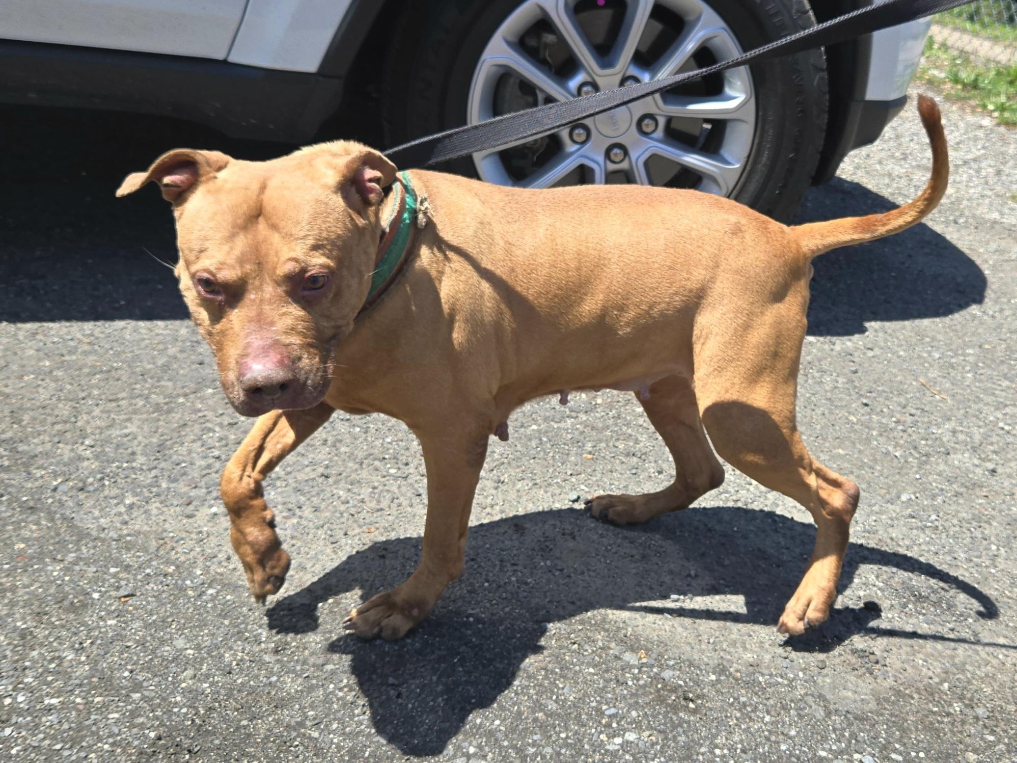 Enlarge Lottie, a ADOPTABLE Pit Bull Terrier in Trenton, NJ image 2/2