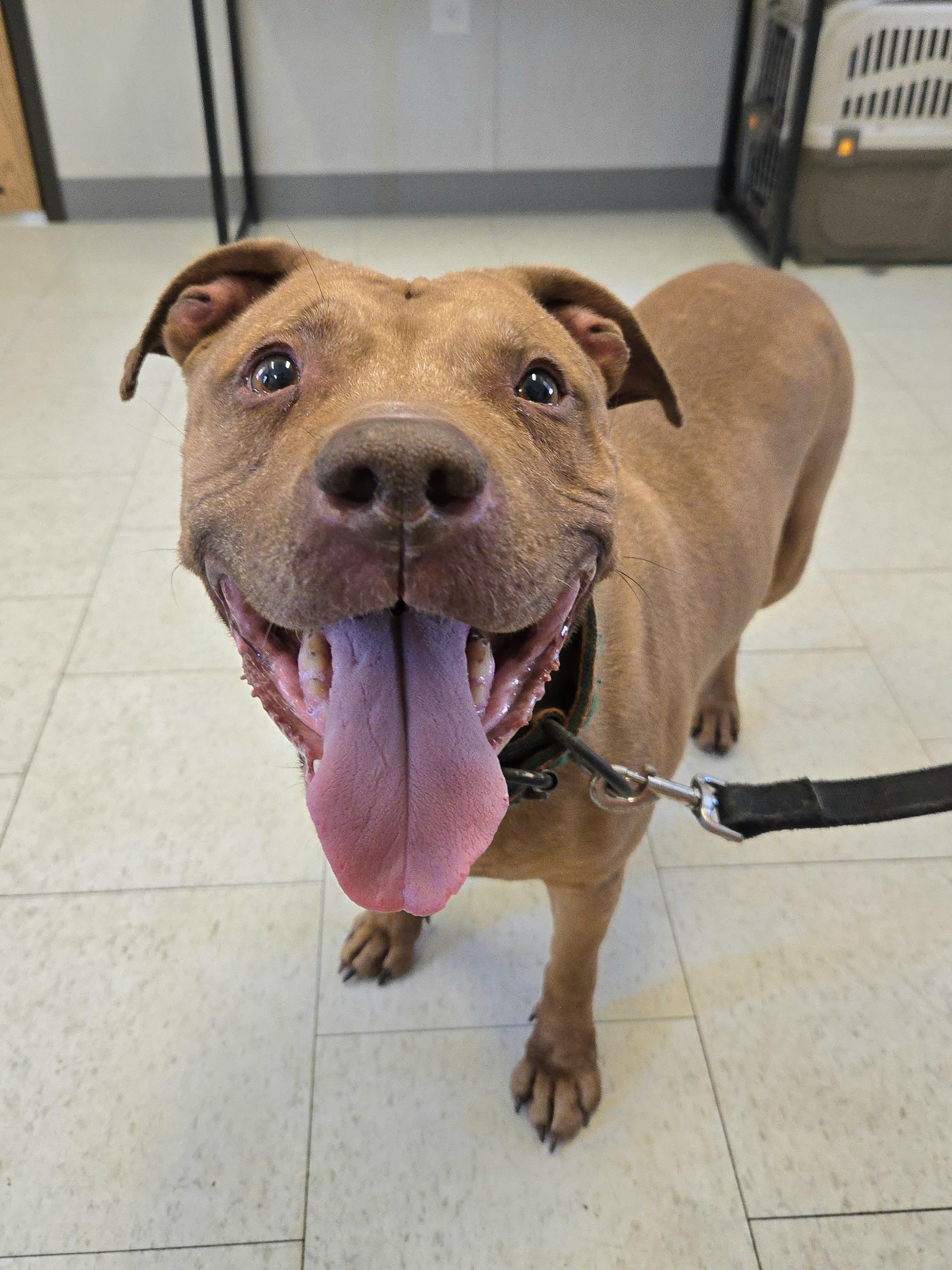 Lottie, ADOPTABLE, Young Female Pit Bull Terrier.