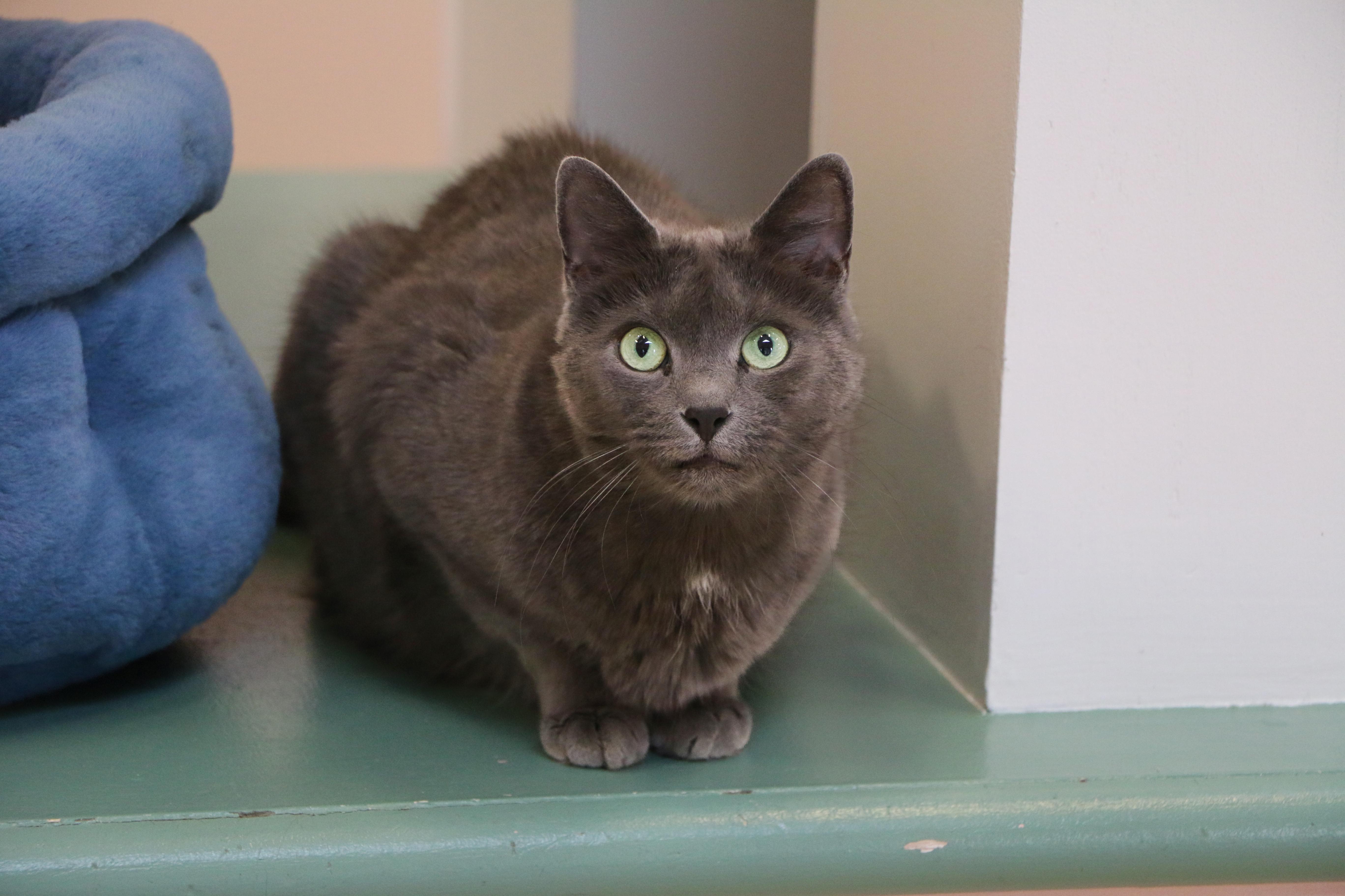 Lola, a Adoptable Domestic Short Hair in Charles Town, WV image 4/5