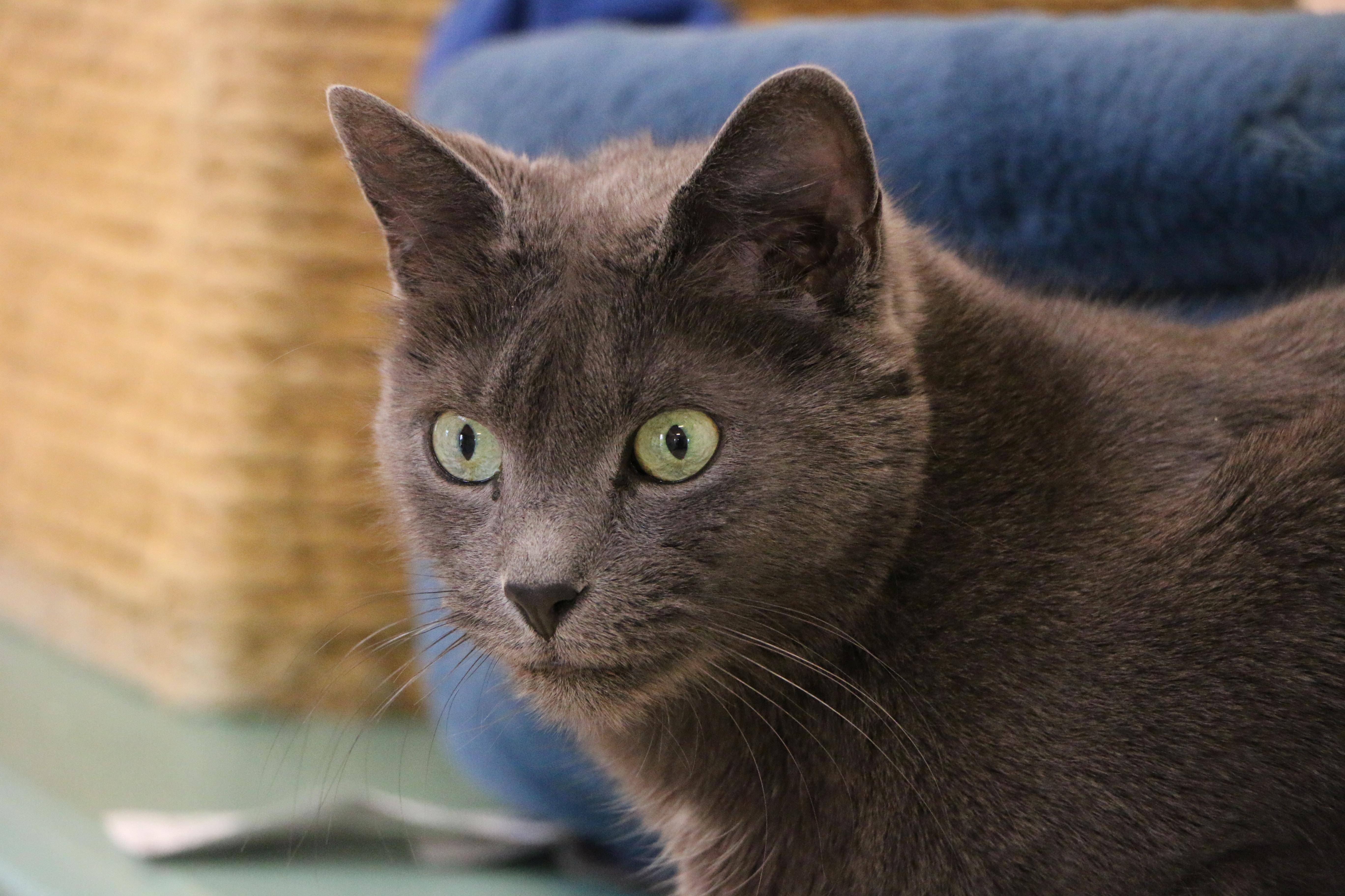 Lola, Adoptable, Adult Female Domestic Short Hair.