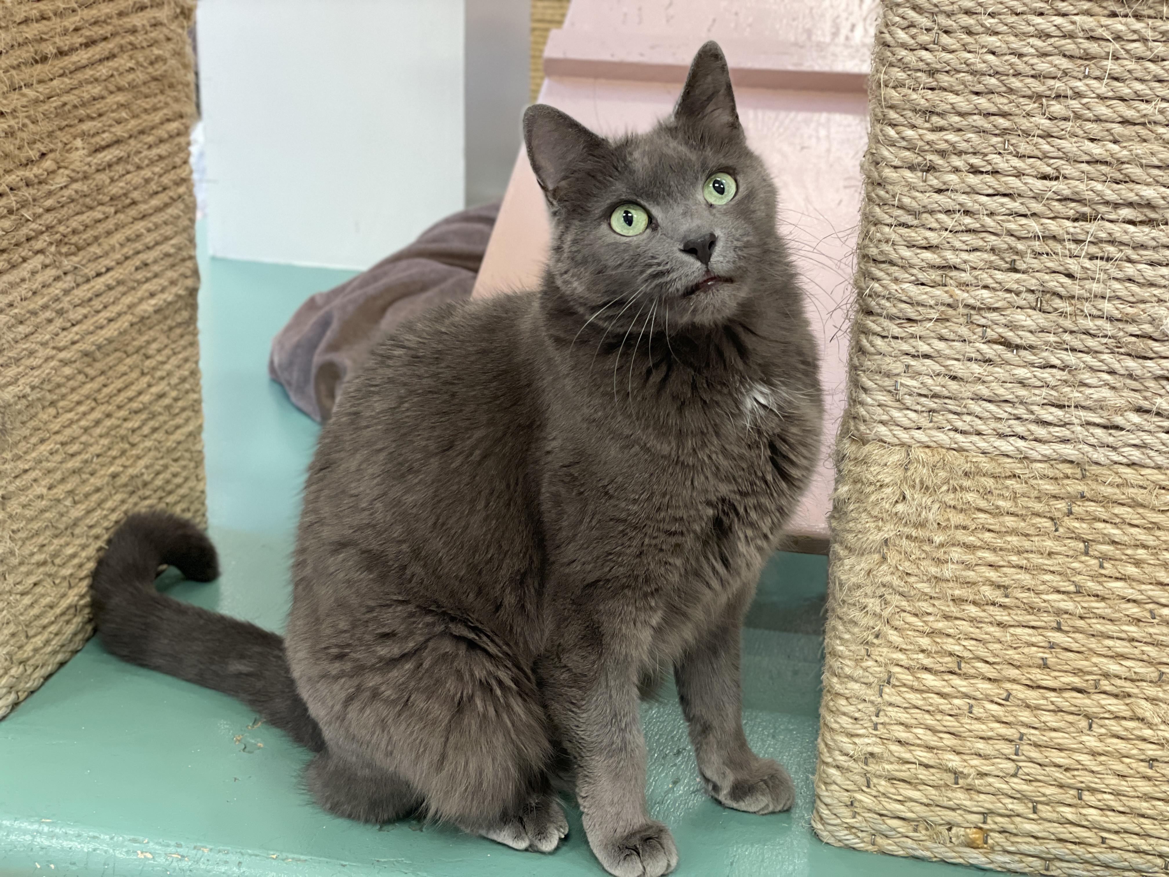 Lola, a Adoptable Domestic Short Hair in Charles Town, WV image 5/5