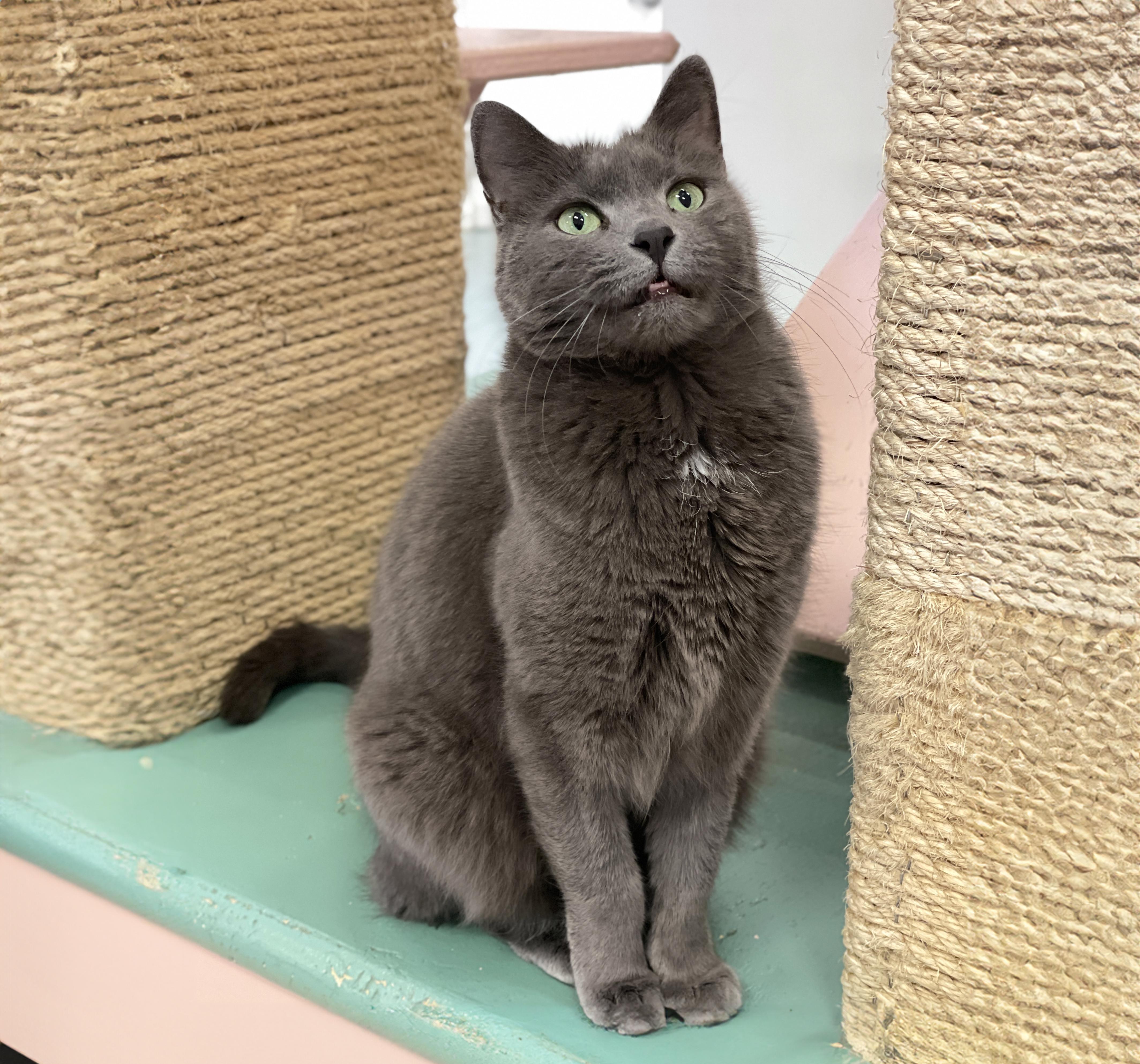 Lola, a Adoptable Domestic Short Hair in Charles Town, WV image 3/5