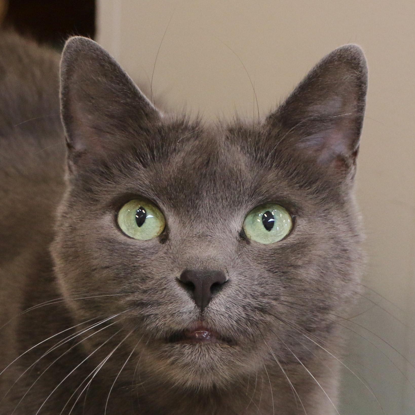 Lola, a Adoptable Domestic Short Hair in Charles Town, WV image 2/5