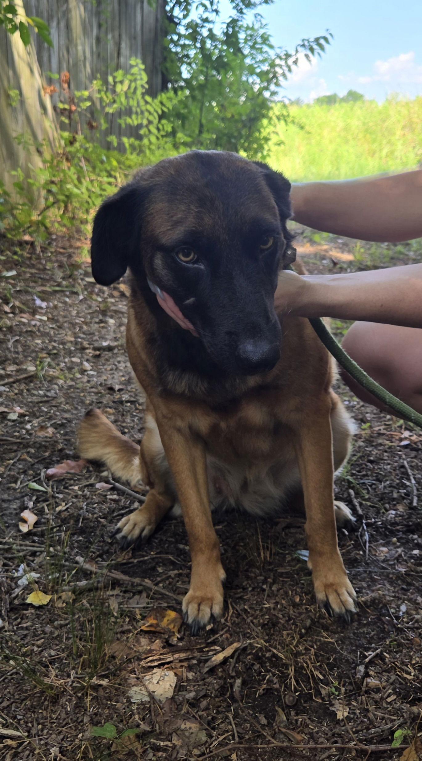 Sweat Pea (Mize) — thumbnail 2