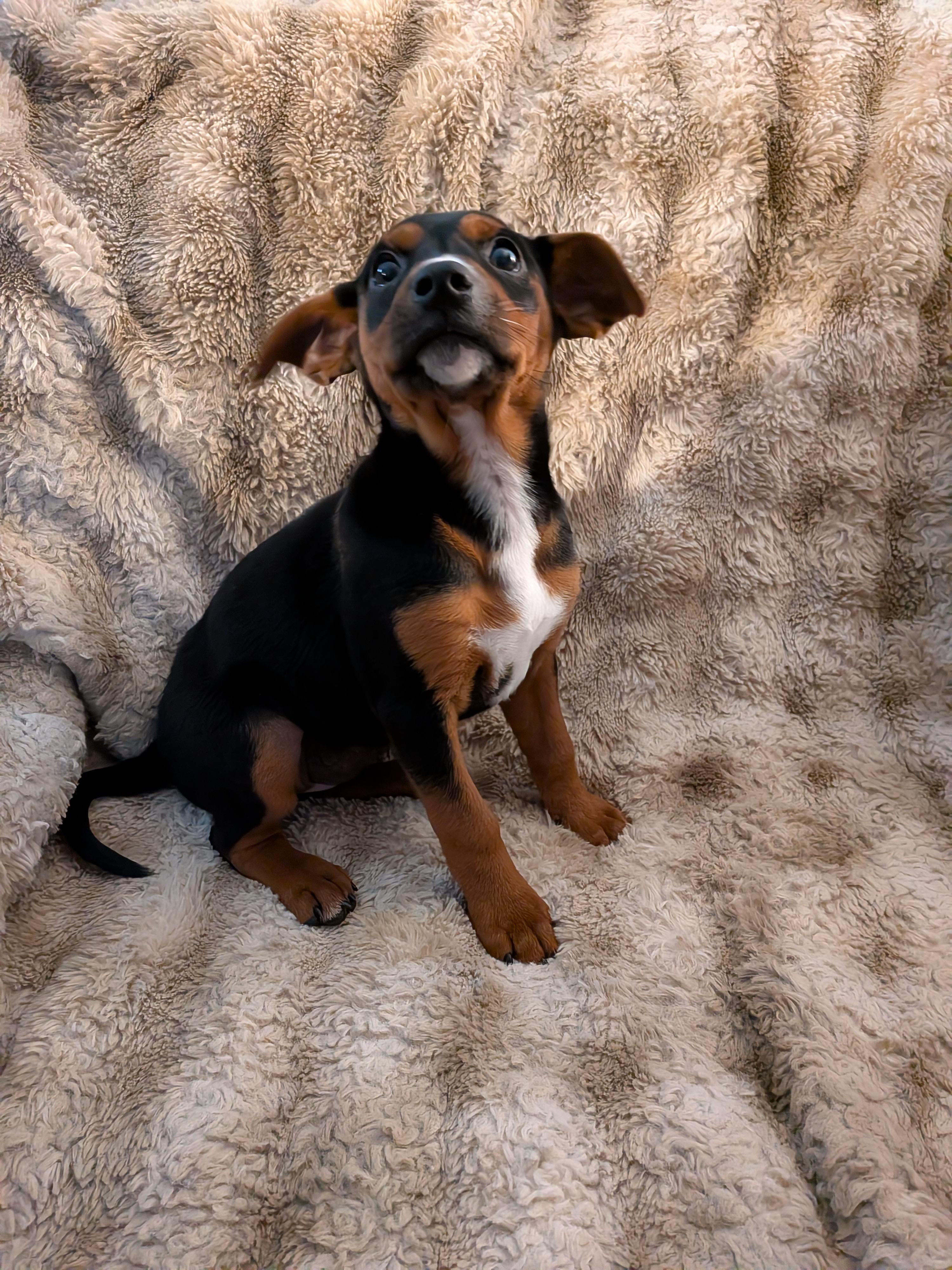 Pamela Anderson, a ADOPTABLE Mixed Breed in Kenosha, WI image 2/5