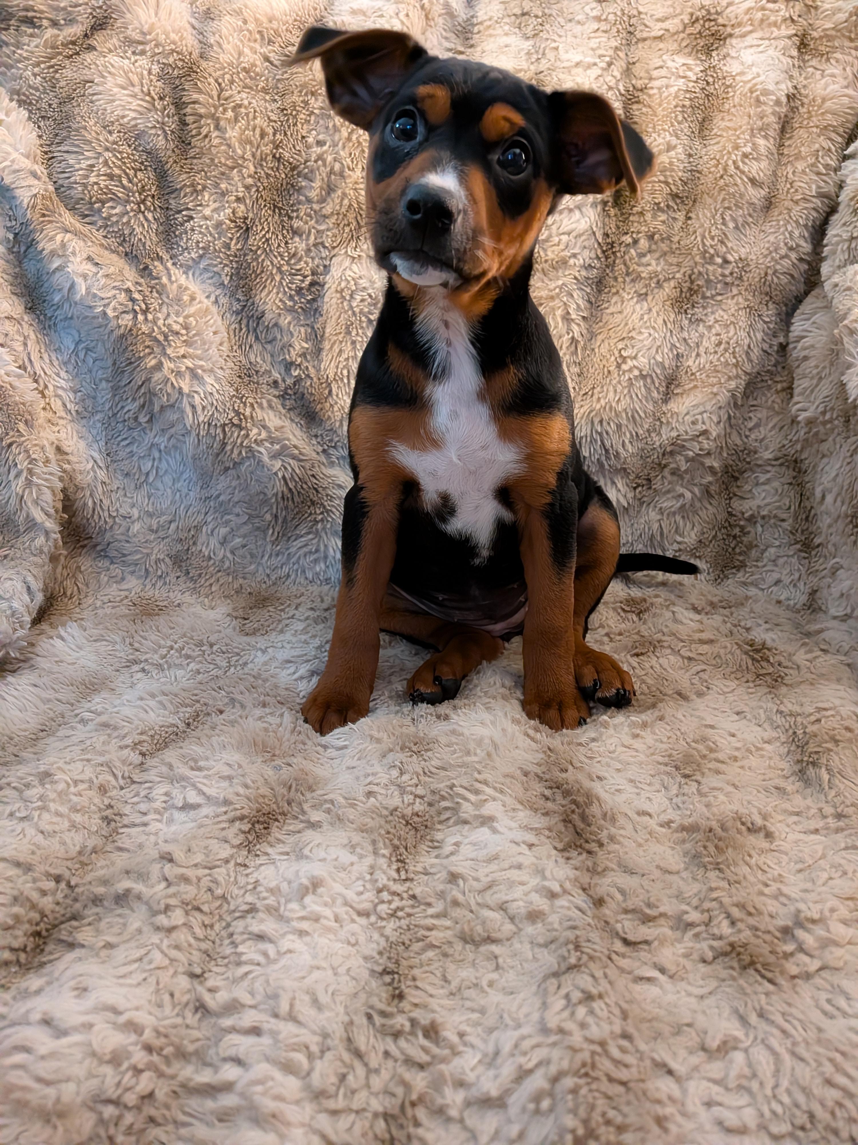 Pamela Anderson, a ADOPTABLE Mixed Breed in Kenosha, WI image 3/5