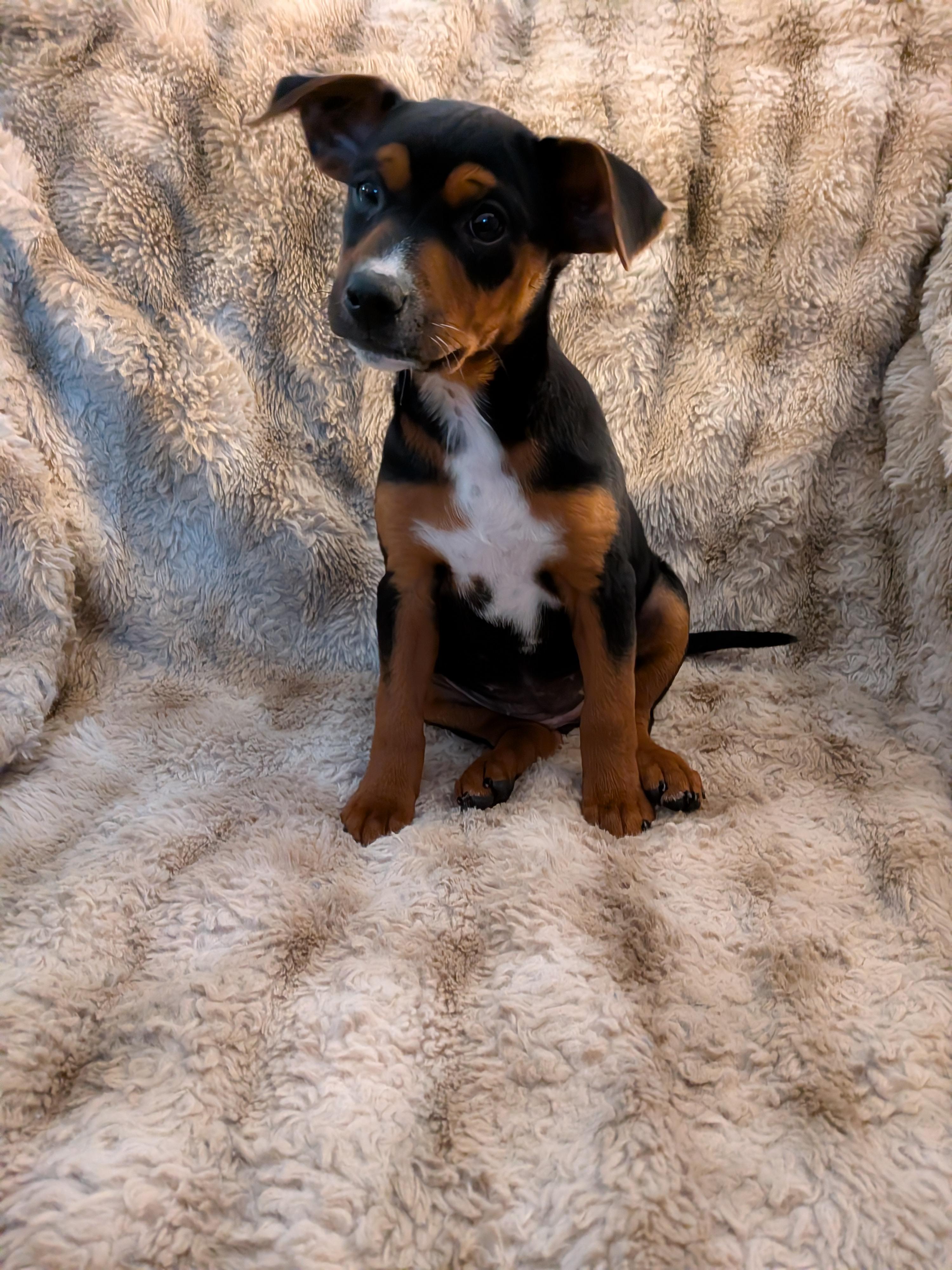 Pamela Anderson, a ADOPTABLE Mixed Breed in Kenosha, WI image 1/5