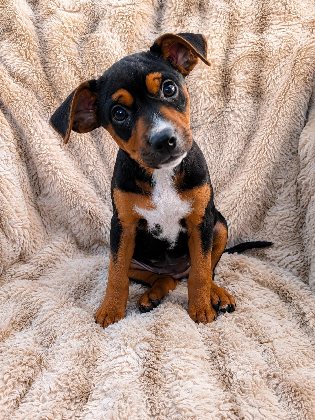 Pamela Anderson, a ADOPTABLE Mixed Breed in Kenosha, WI image 4/5
