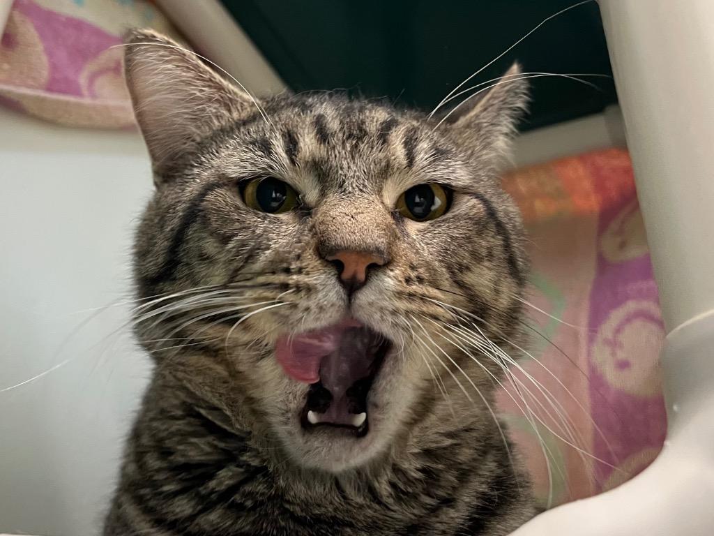 Champagne, Adoptable, Adult Male Domestic Short Hair.