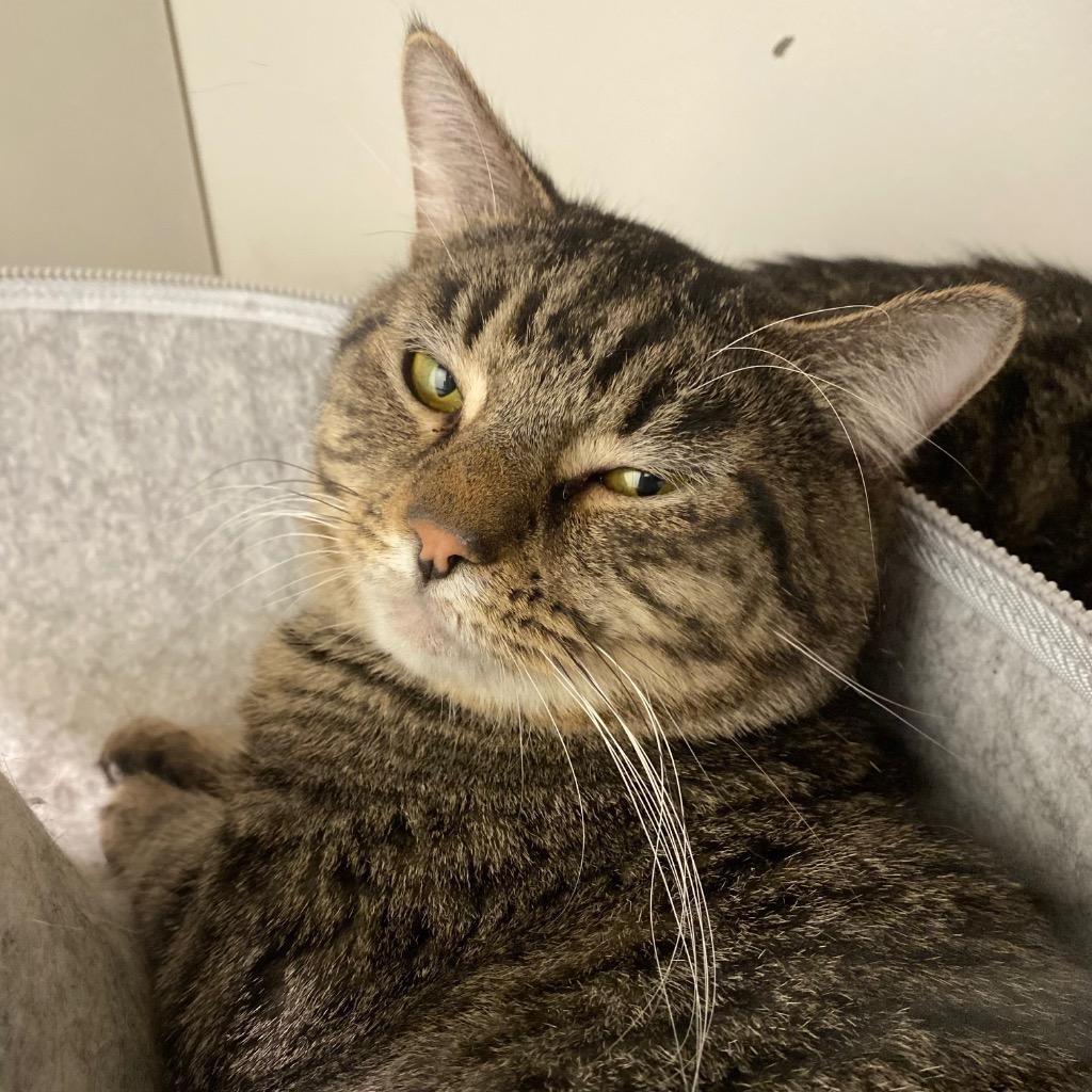 Champagne, Adoptable, Adult Male Domestic Short Hair.