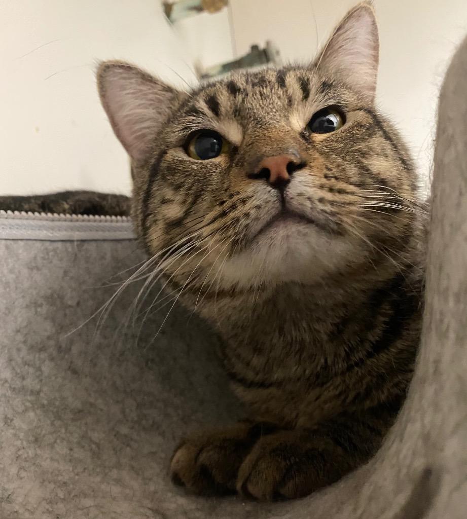 Enlarge Champagne, a Adoptable mixed breed in Fall River, MA image 2/5