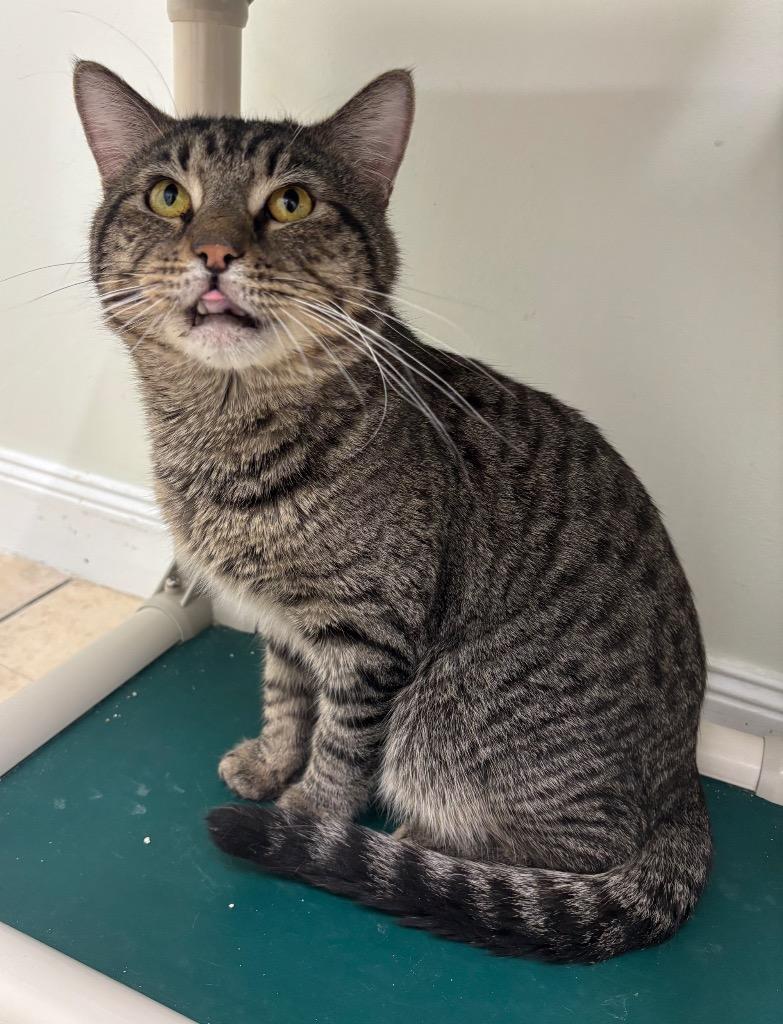 Enlarge Champagne, a Adoptable mixed breed in Fall River, MA image 3/6