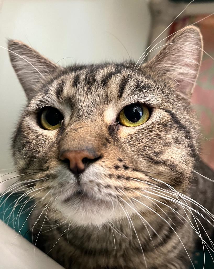 Enlarge Champagne, a Adoptable mixed breed in Fall River, MA image 5/6