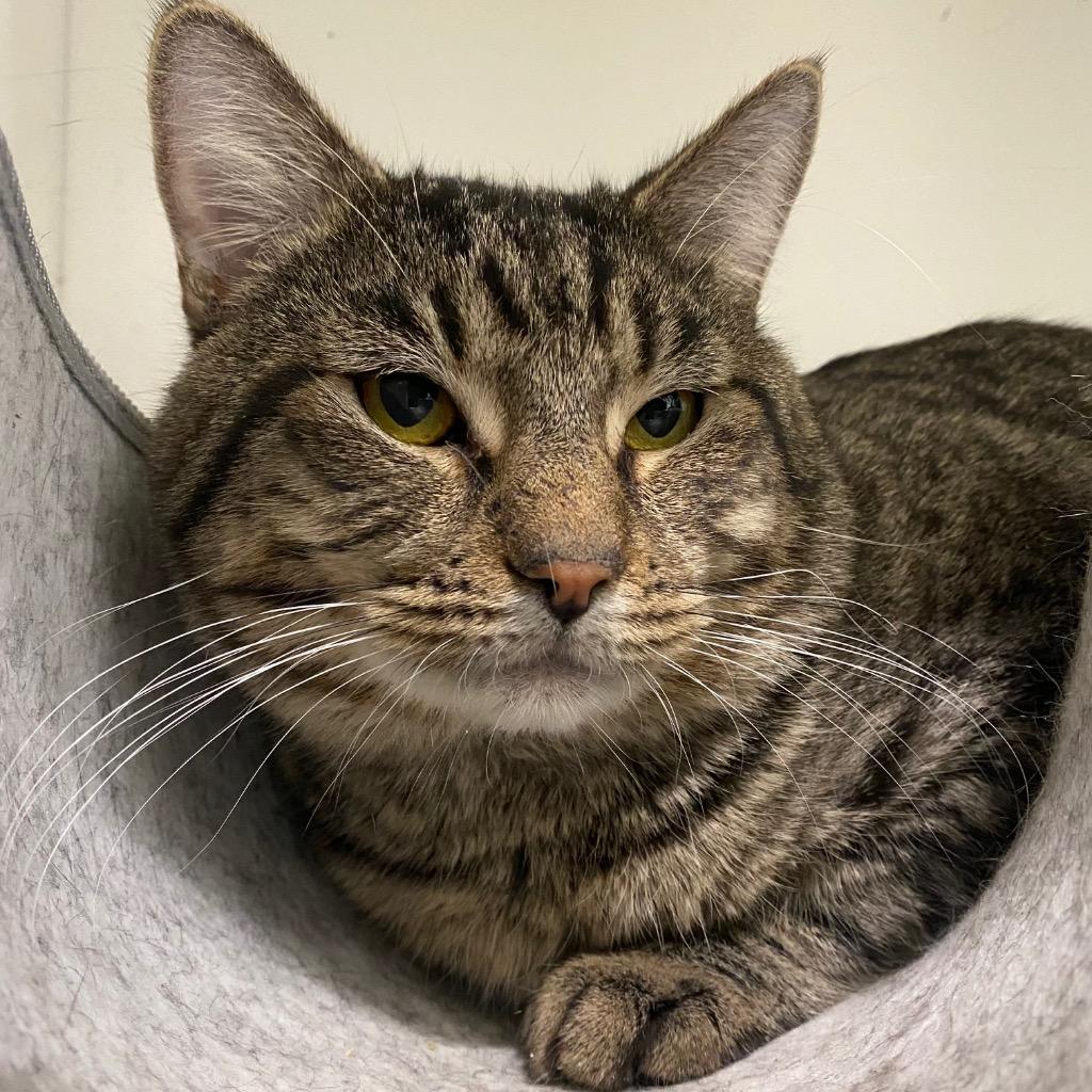 Enlarge Champagne, a Adoptable mixed breed in Fall River, MA image 5/6