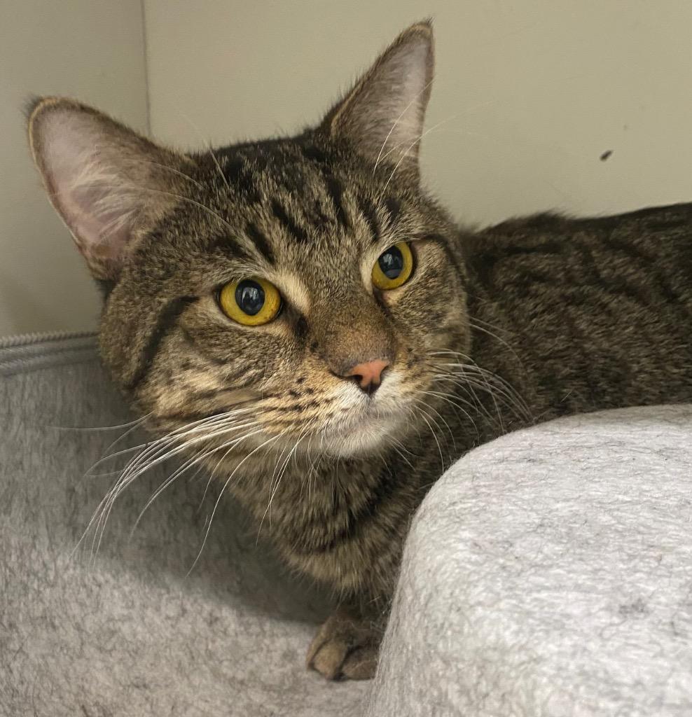 Enlarge Champagne, a Adoptable mixed breed in Fall River, MA image 4/5