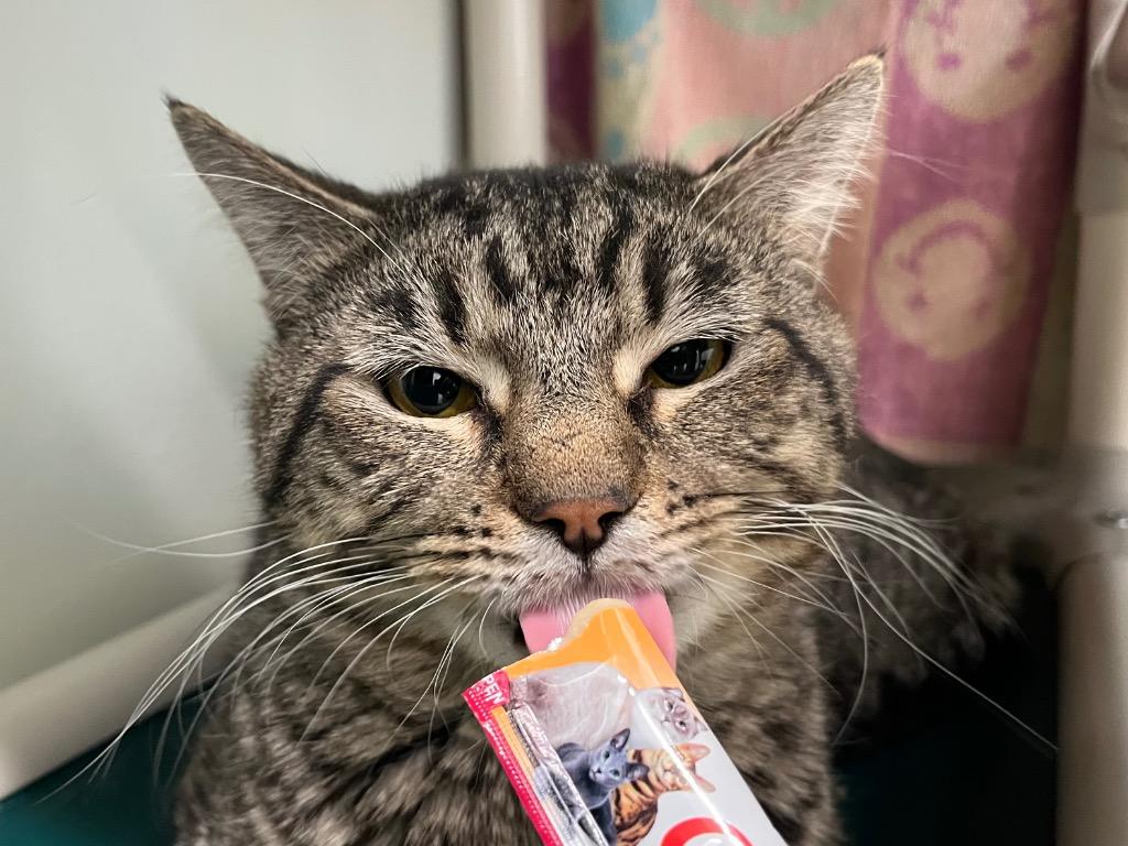 Enlarge Champagne, a Adoptable mixed breed in Fall River, MA image 6/6