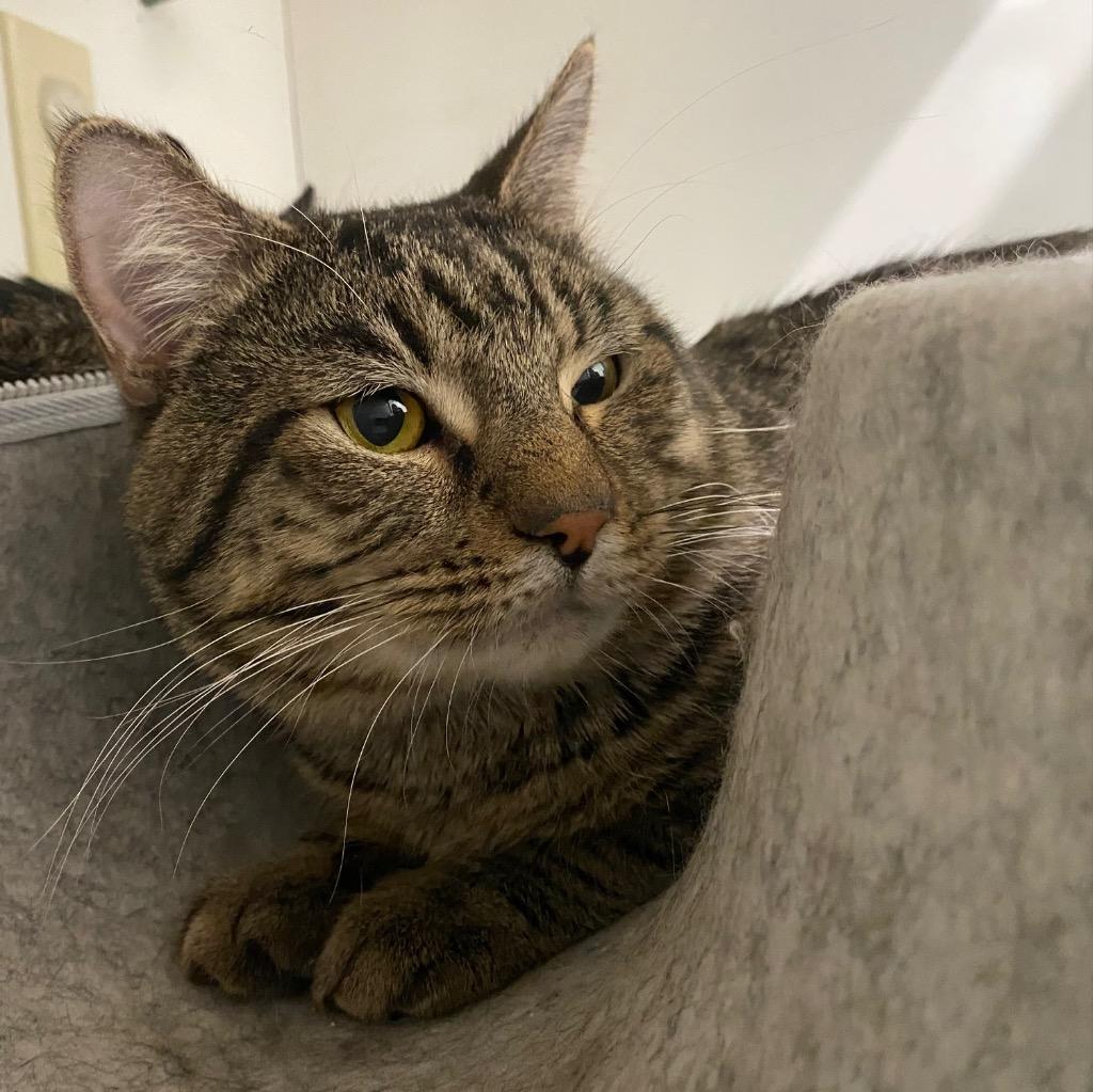 Enlarge Champagne, a Adoptable mixed breed in Fall River, MA image 5/5