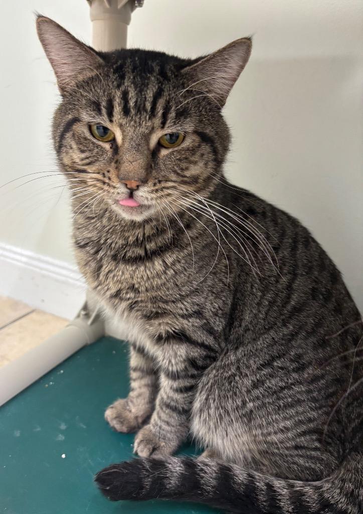 Enlarge Champagne, a Adoptable mixed breed in Fall River, MA image 6/6