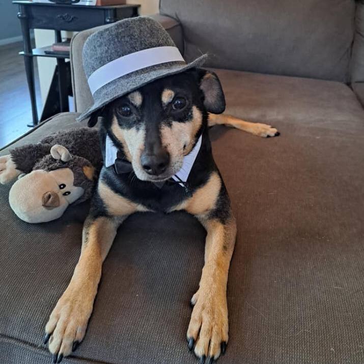 CHUCHO, a Adoptable mixed breed in Graham, WA image 1/11