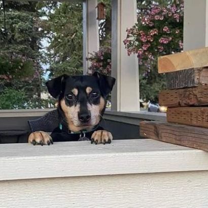 CHUCHO, a Adoptable mixed breed in Graham, WA image 3/11