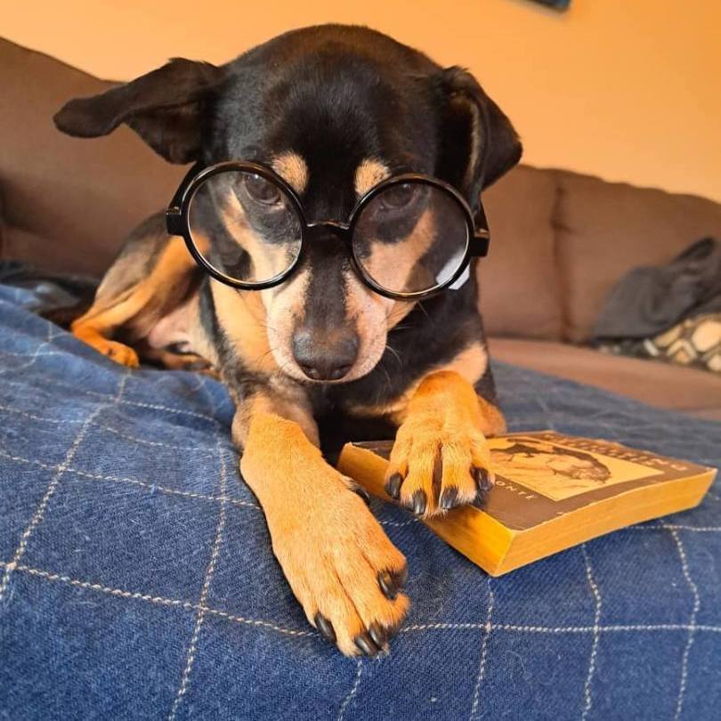 CHUCHO, a Adoptable mixed breed in Graham, WA image 4/11