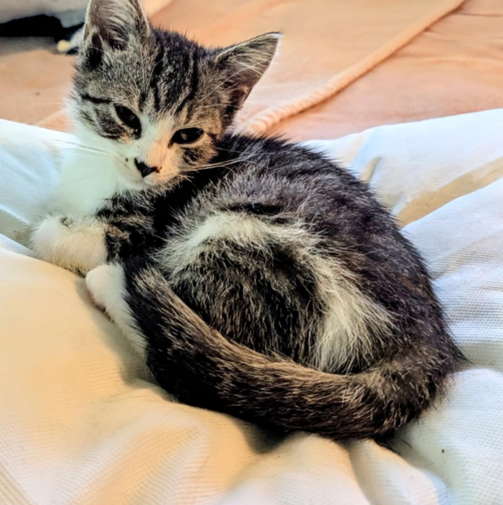 Sophie, Adoptable, Kitten Female Tabby.