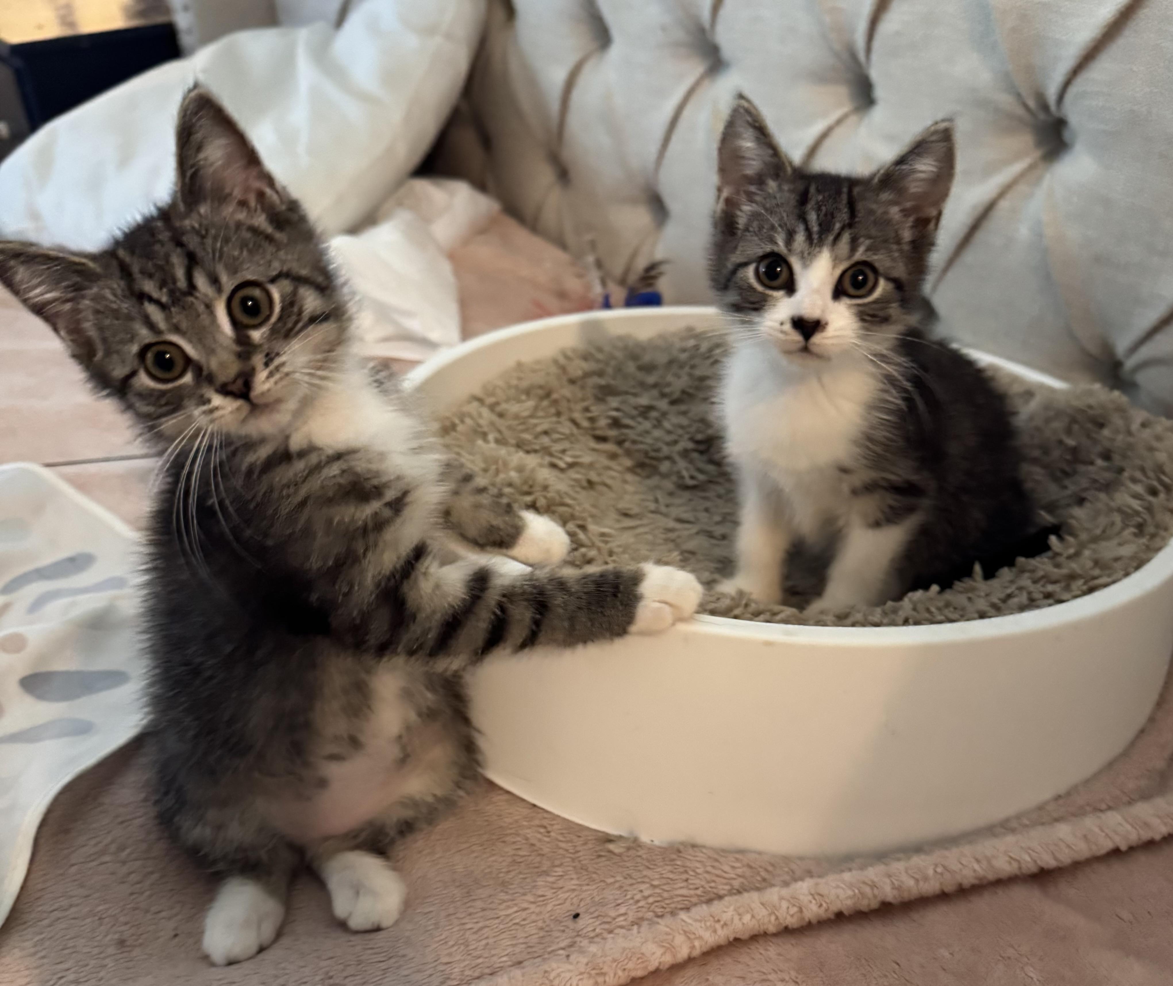 Sophie, a Adoptable mixed breed in Export, PA image 2/5