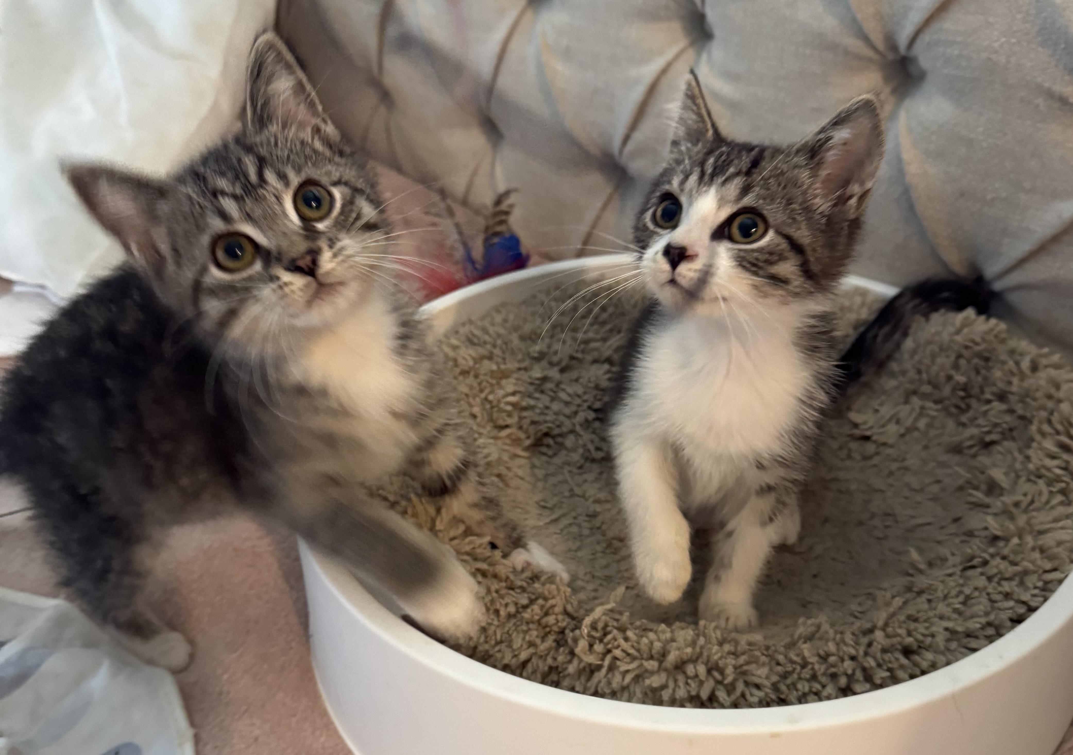 Sophie, a Adoptable mixed breed in Export, PA image 3/5