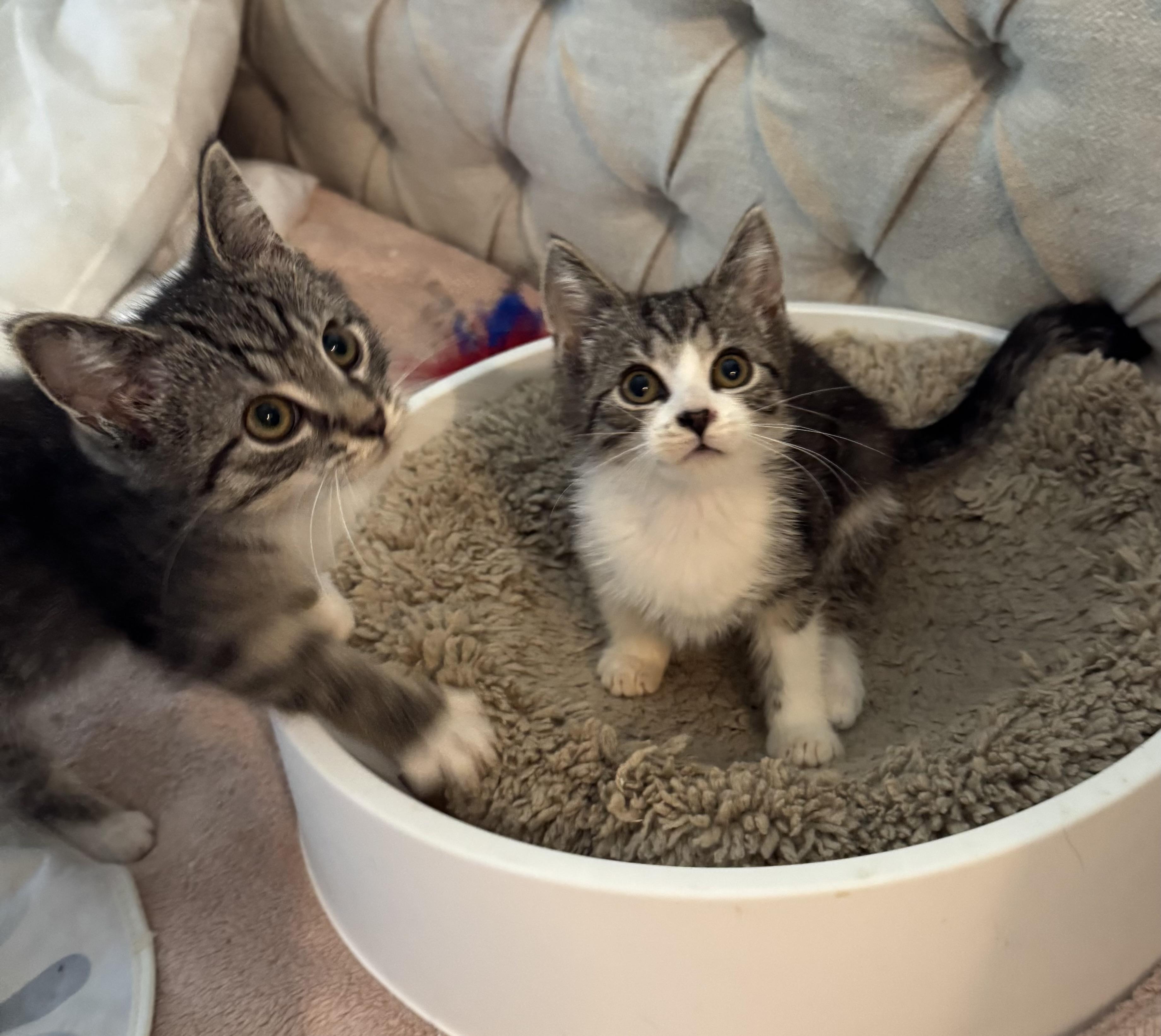 Sophie, a Adoptable mixed breed in Export, PA image 4/5