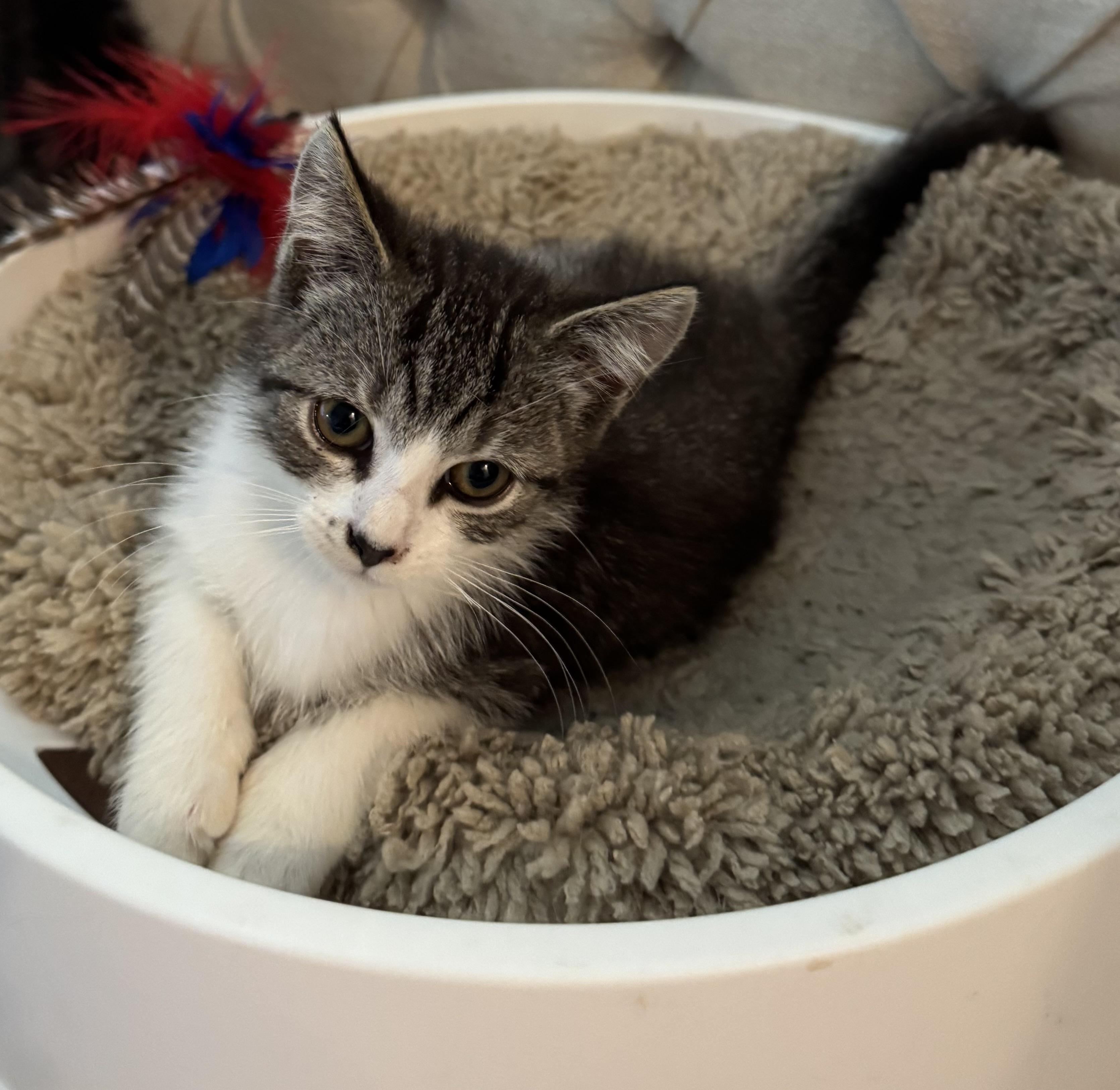 Sophie, a Adoptable mixed breed in Export, PA image 5/5