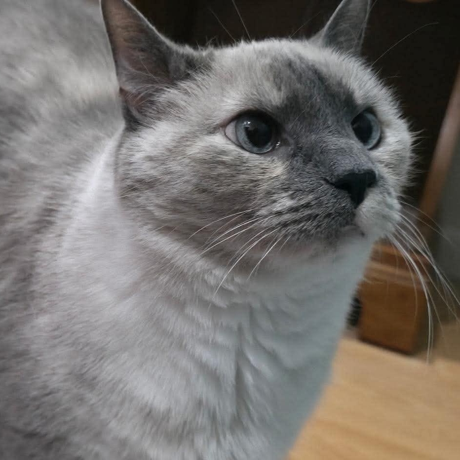 Pearl, Adoptable, Senior Female Domestic Short Hair & Siamese.
