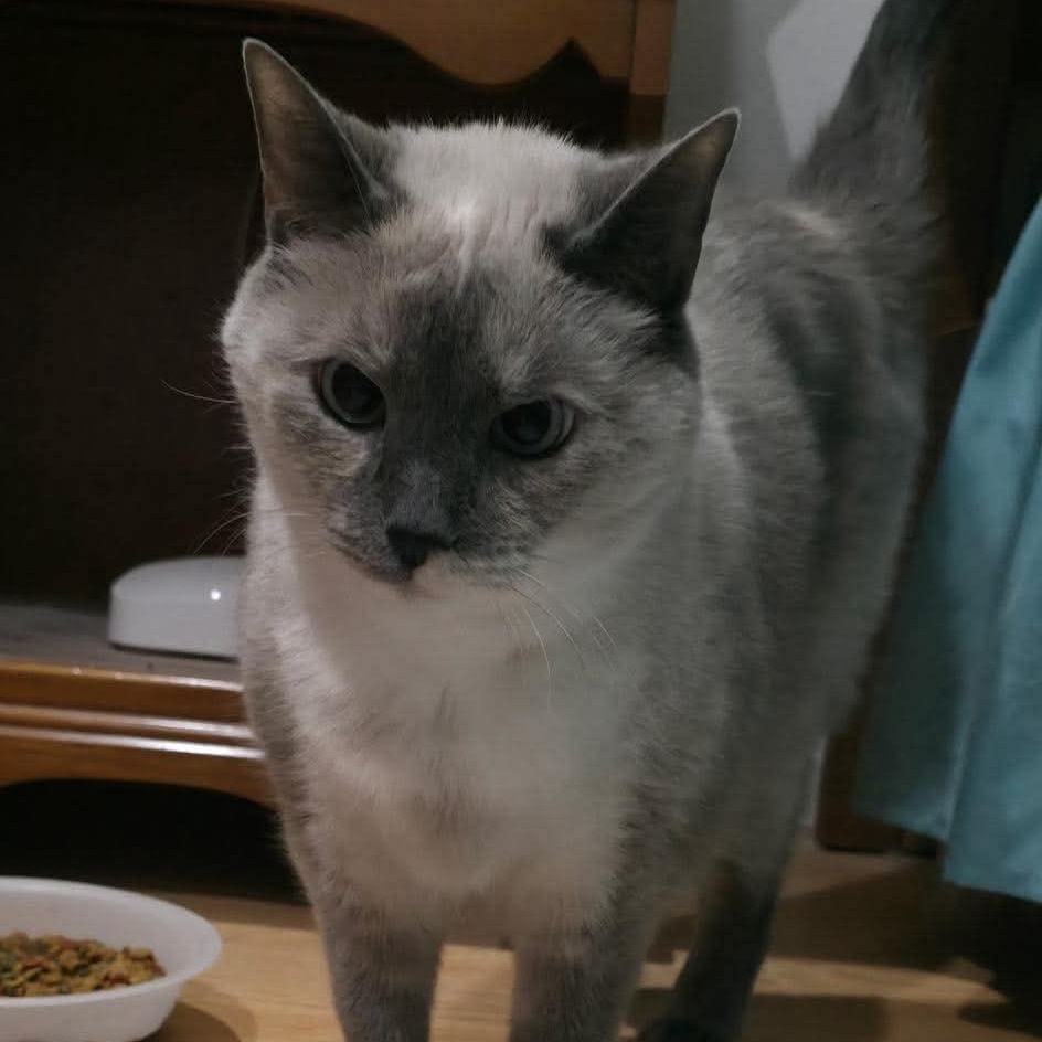 Enlarge Pearl, a Adoptable mixed breed in Campbellsville, KY image 2/3