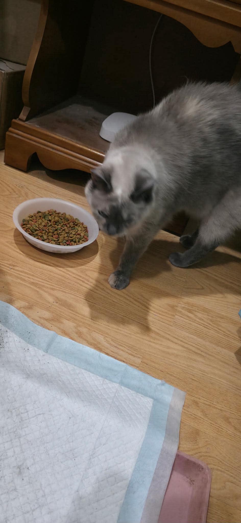 Enlarge Pearl, a Adoptable mixed breed in Campbellsville, KY image 3/3