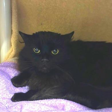 Princess, Adoptable, Senior Female Domestic Short Hair.