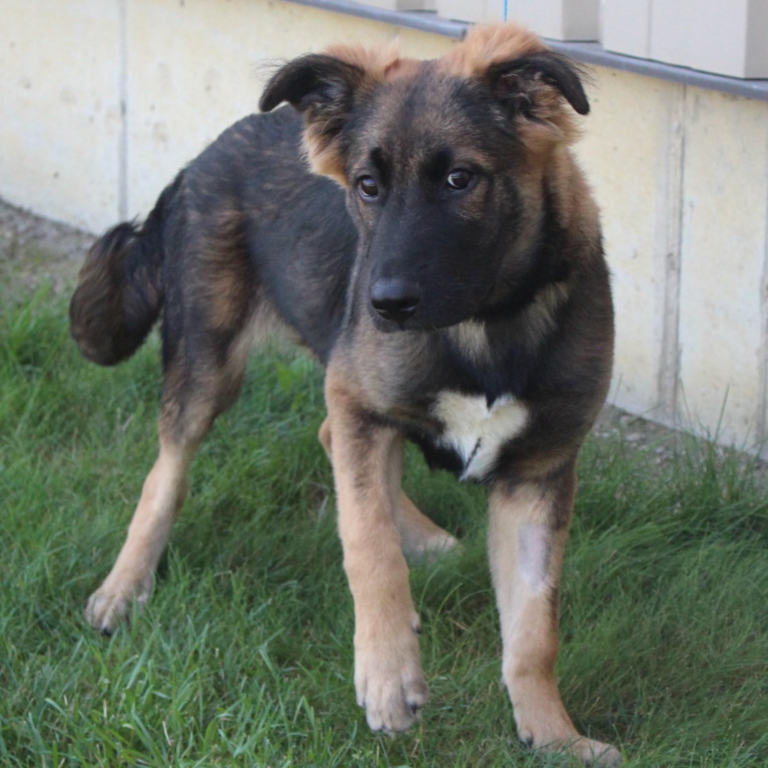 Enlarge Rosco, an adopted mixed breed in Eaton, OH image 6/6